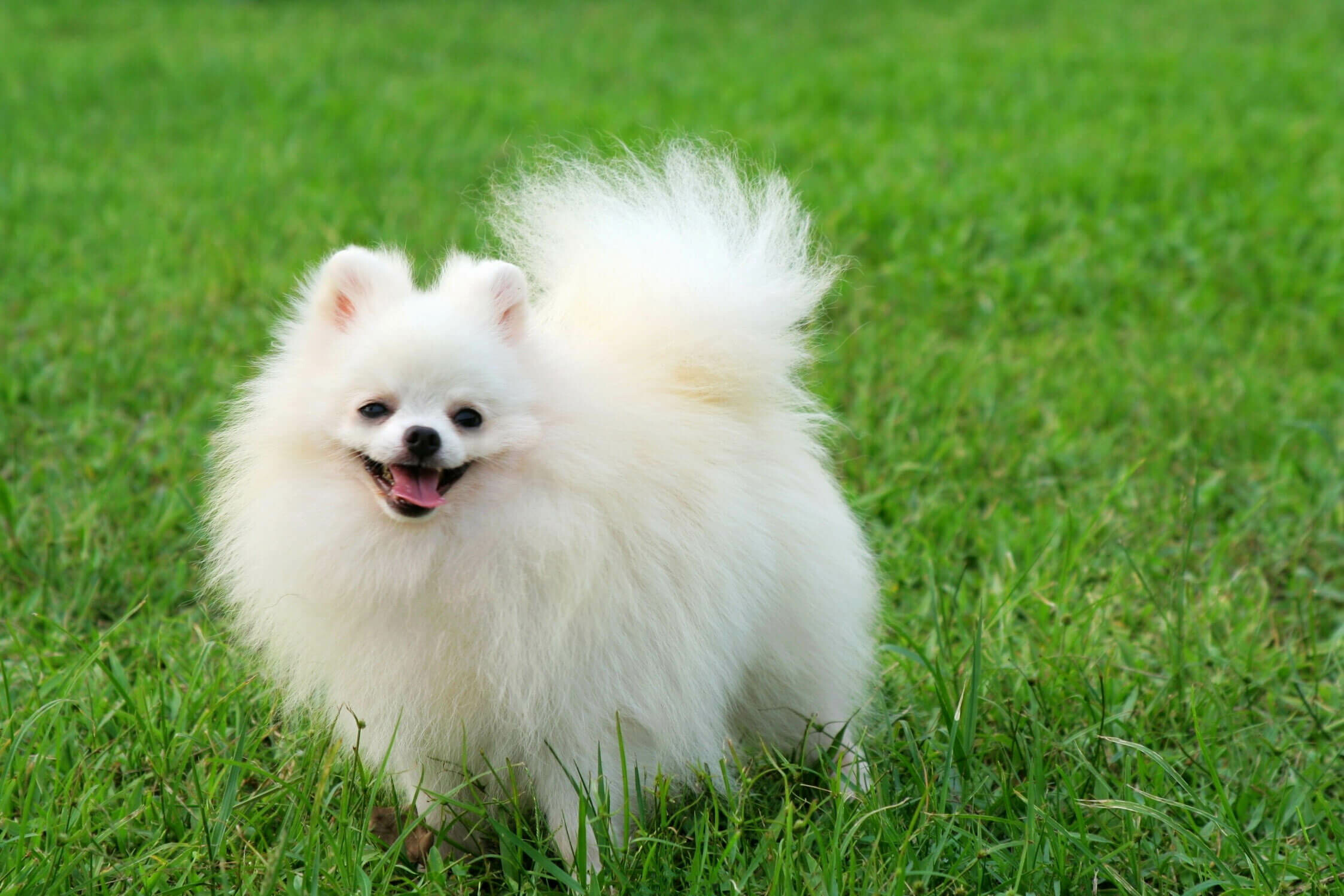 Pomeranian: Animal, The life expectancy of the breed is 12 to 16 years. 2250x1500 HD Wallpaper.