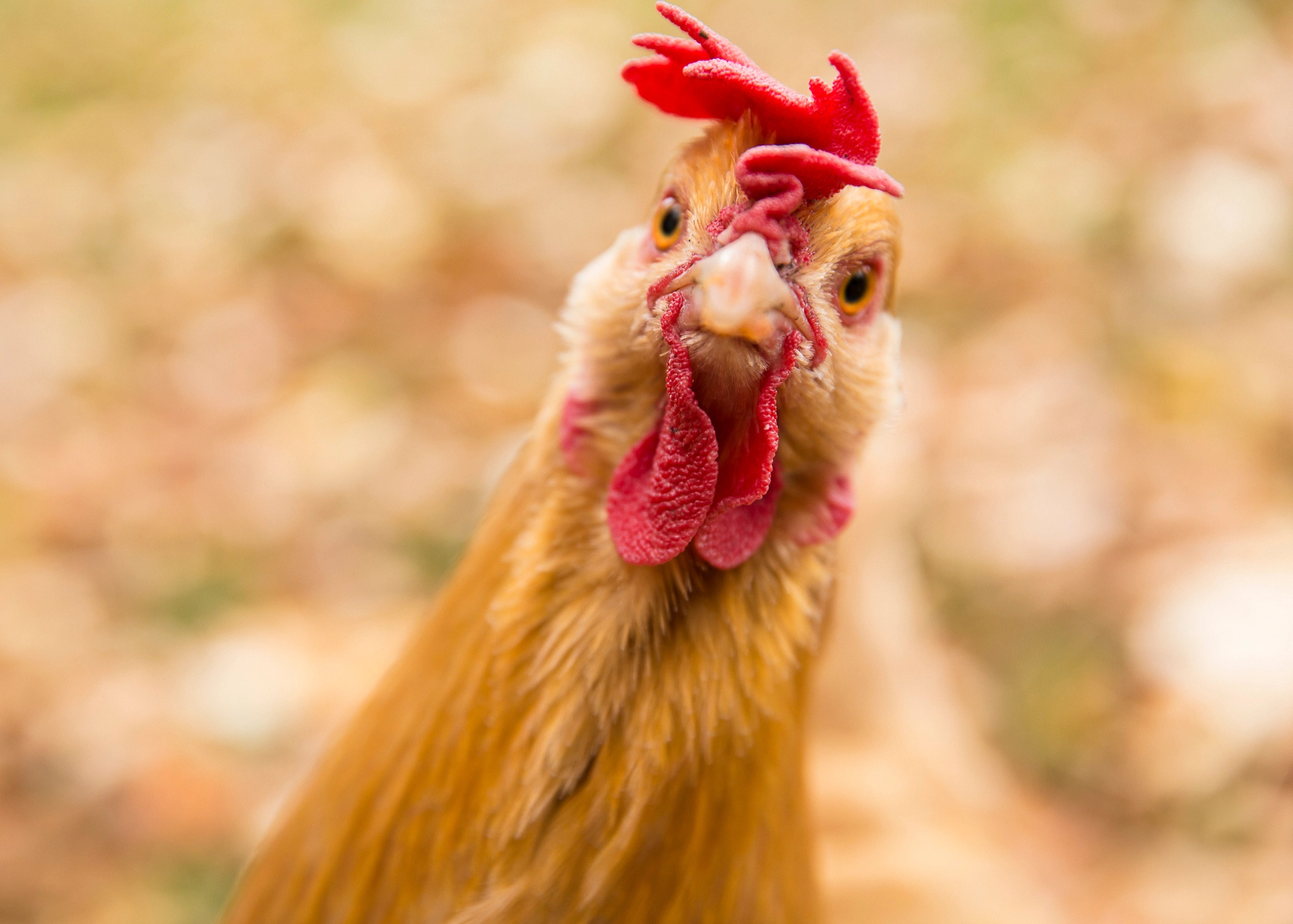 Hen (Animals), Hen living rogue, Free-roaming chicken, Hercules, 2050x1470 HD Desktop