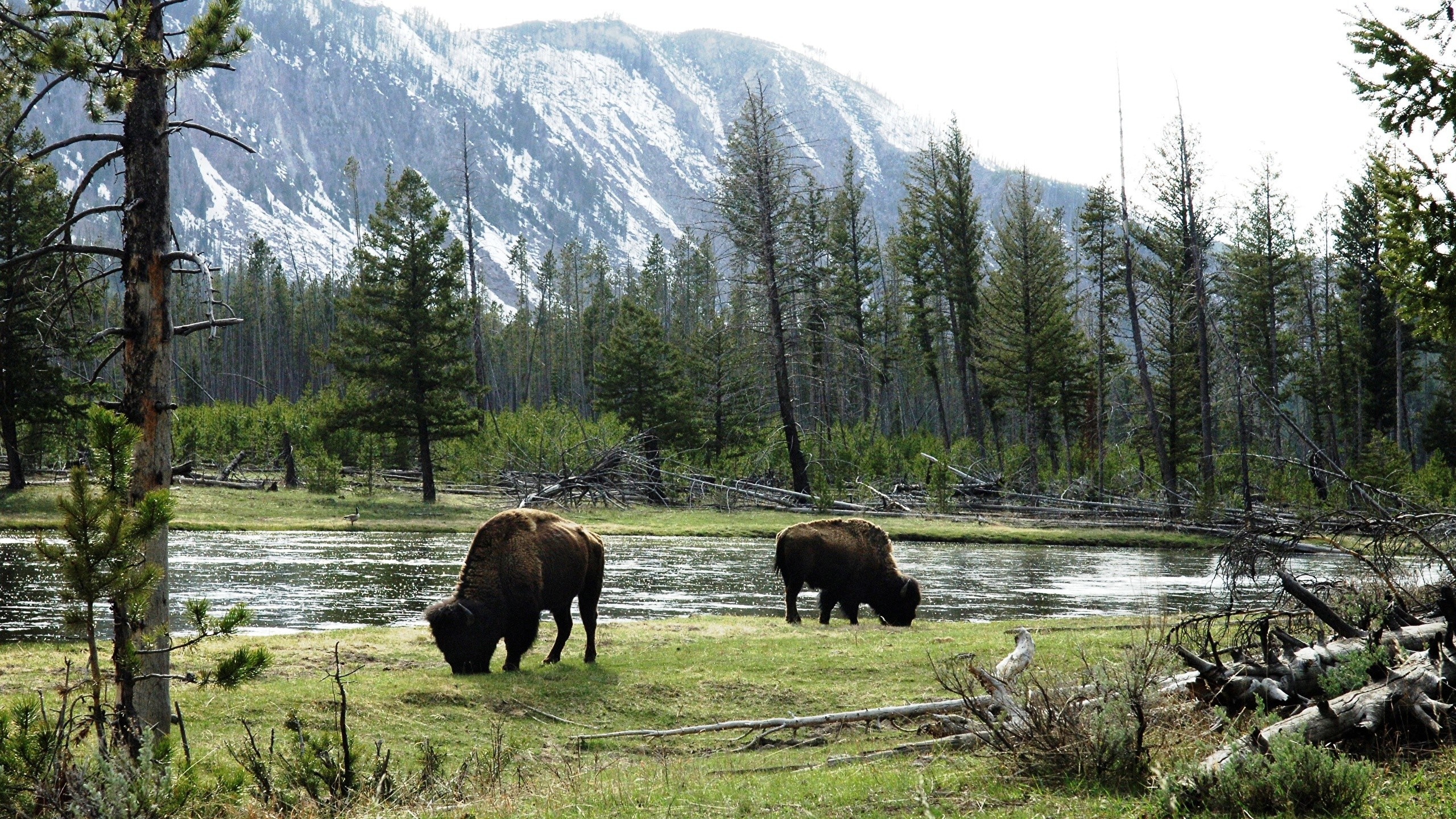 Buffalo, Majestic creatures, Bison in their habitat, Nature's balance, 2560x1440 HD Desktop