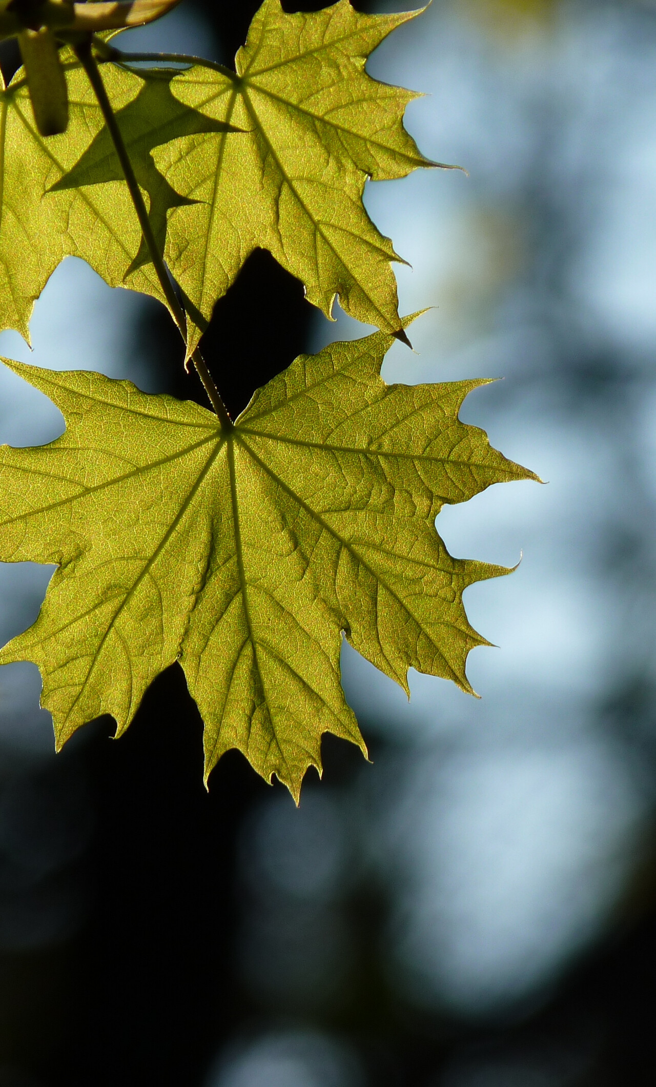 Leaf: Maple, Conifer are grown out from coniferous trees. 1280x2120 HD Wallpaper.