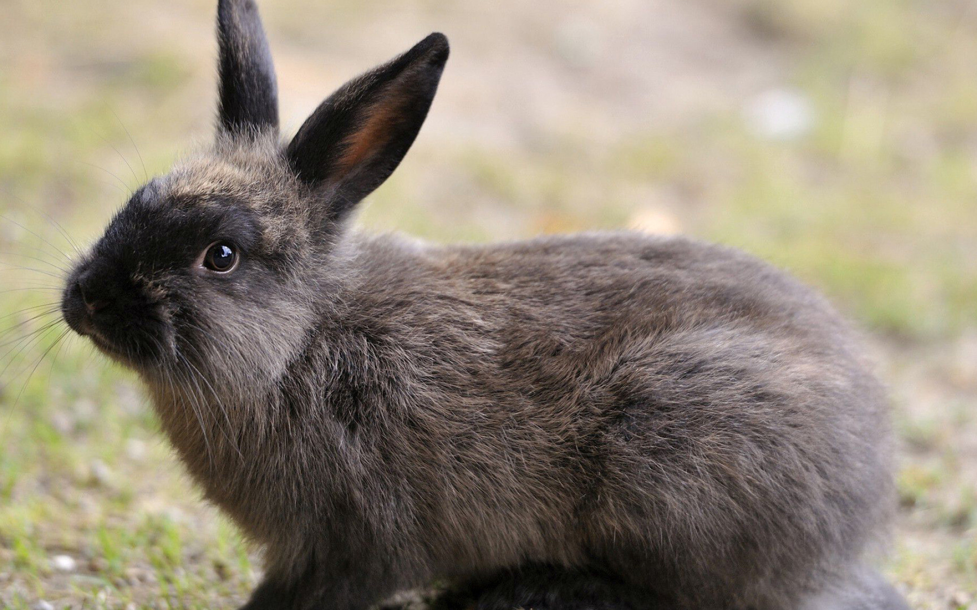 Rabbit: Alaska, A medium-sized breed, Weighing around 3–4 kg. 1920x1200 HD Background.
