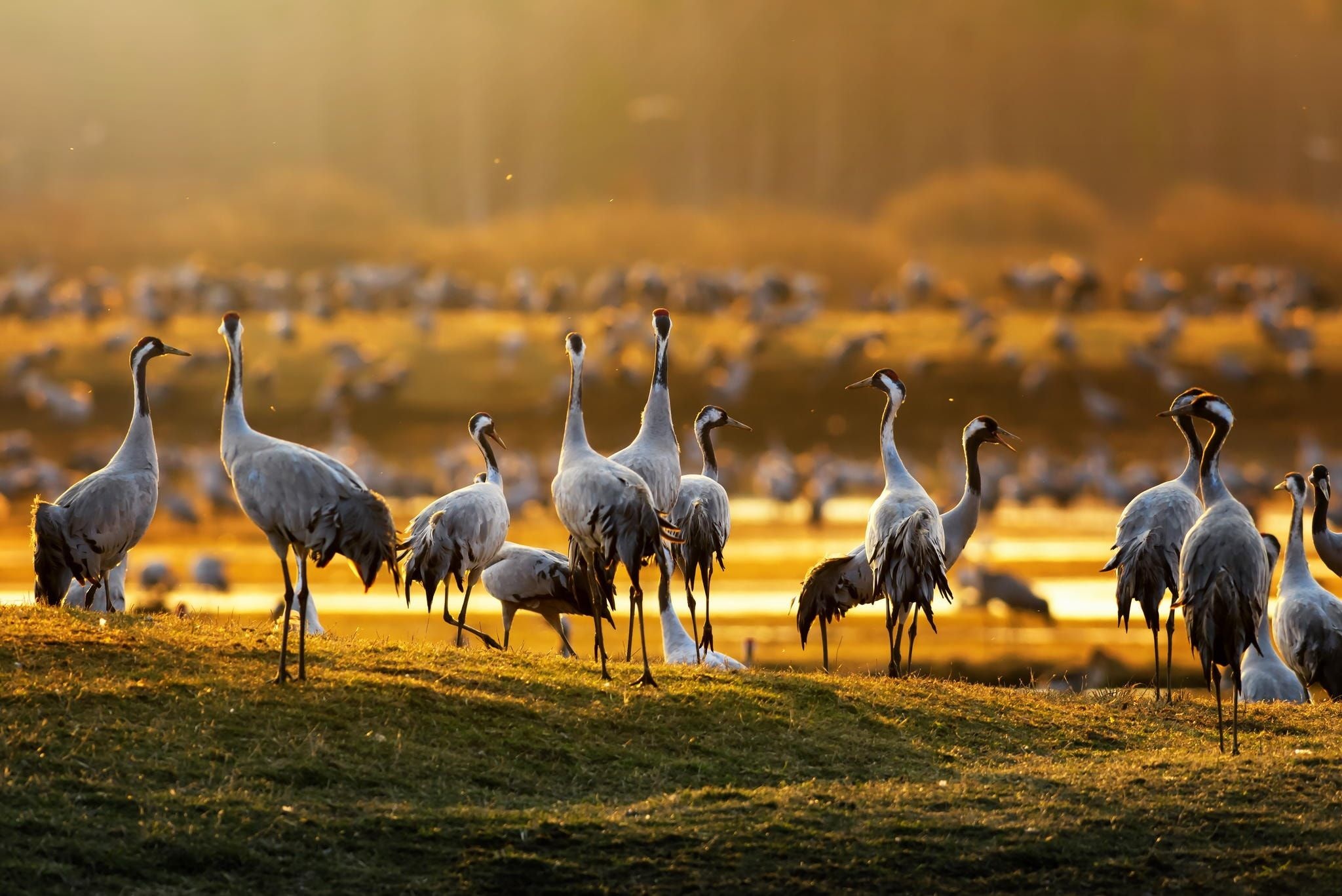 Cranes in morning light, Crane birds, Swedent, Spring sunrise, 2050x1370 HD Desktop