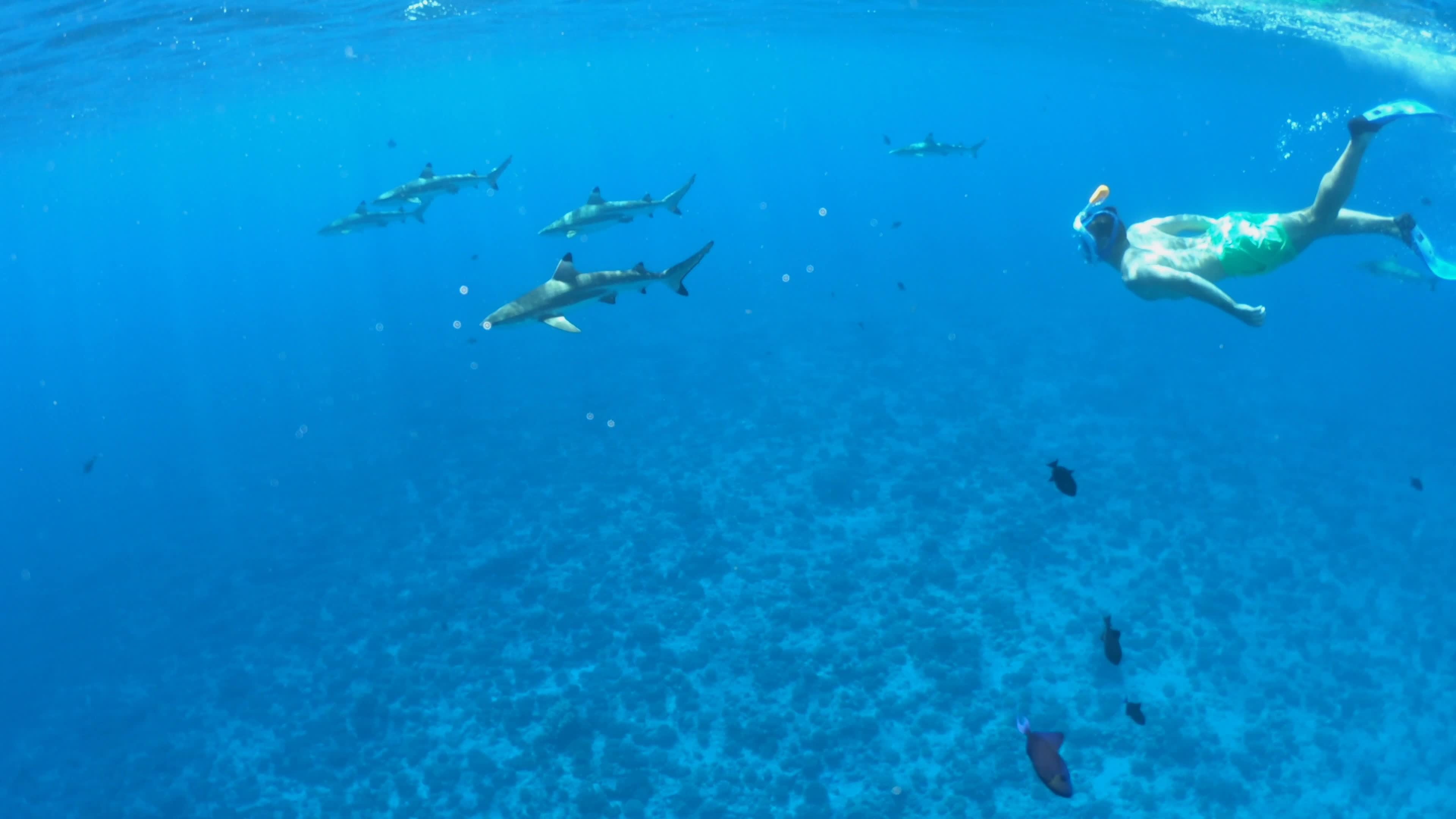 Snorkeling: Sharks, Ocean diving, Bora Bora tropical island, Shoal, Diving. 3840x2160 4K Background.