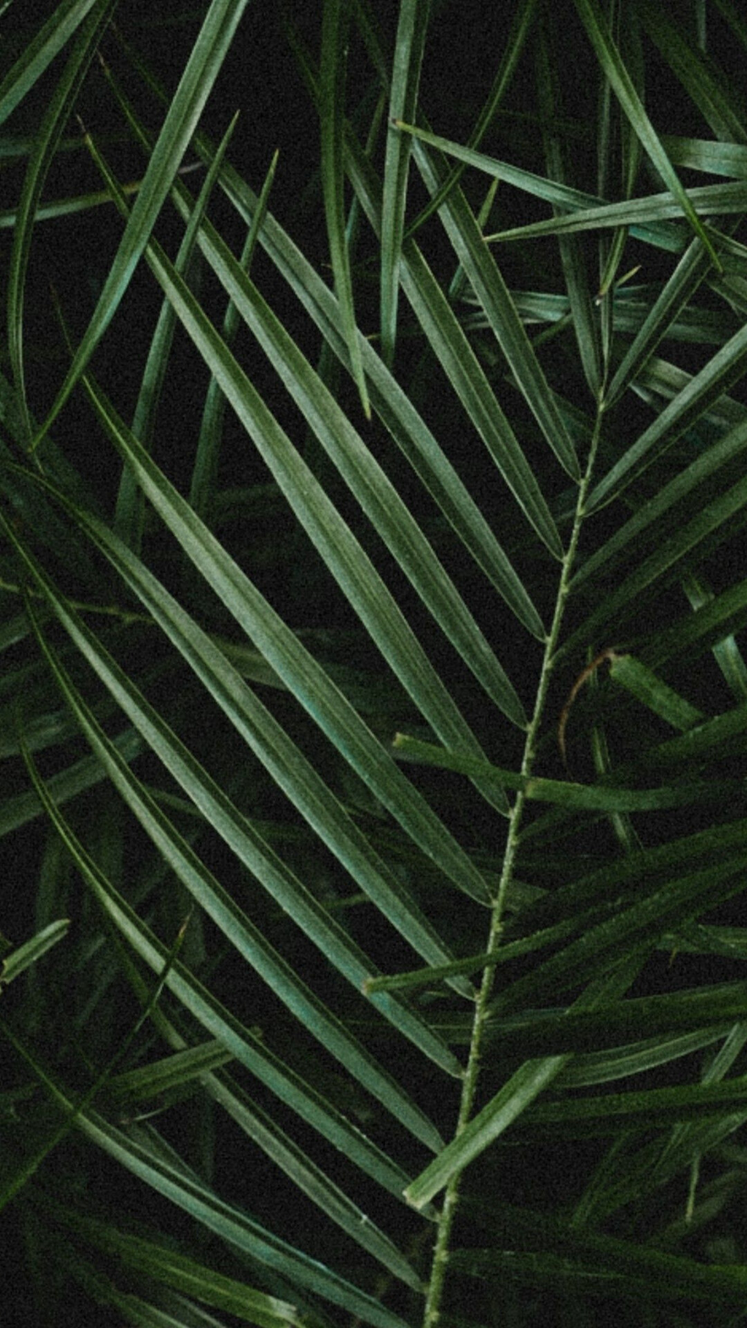 Leaf: Palm leaves, Branches, Natural material, Vegetation. 1080x1920 Full HD Background.