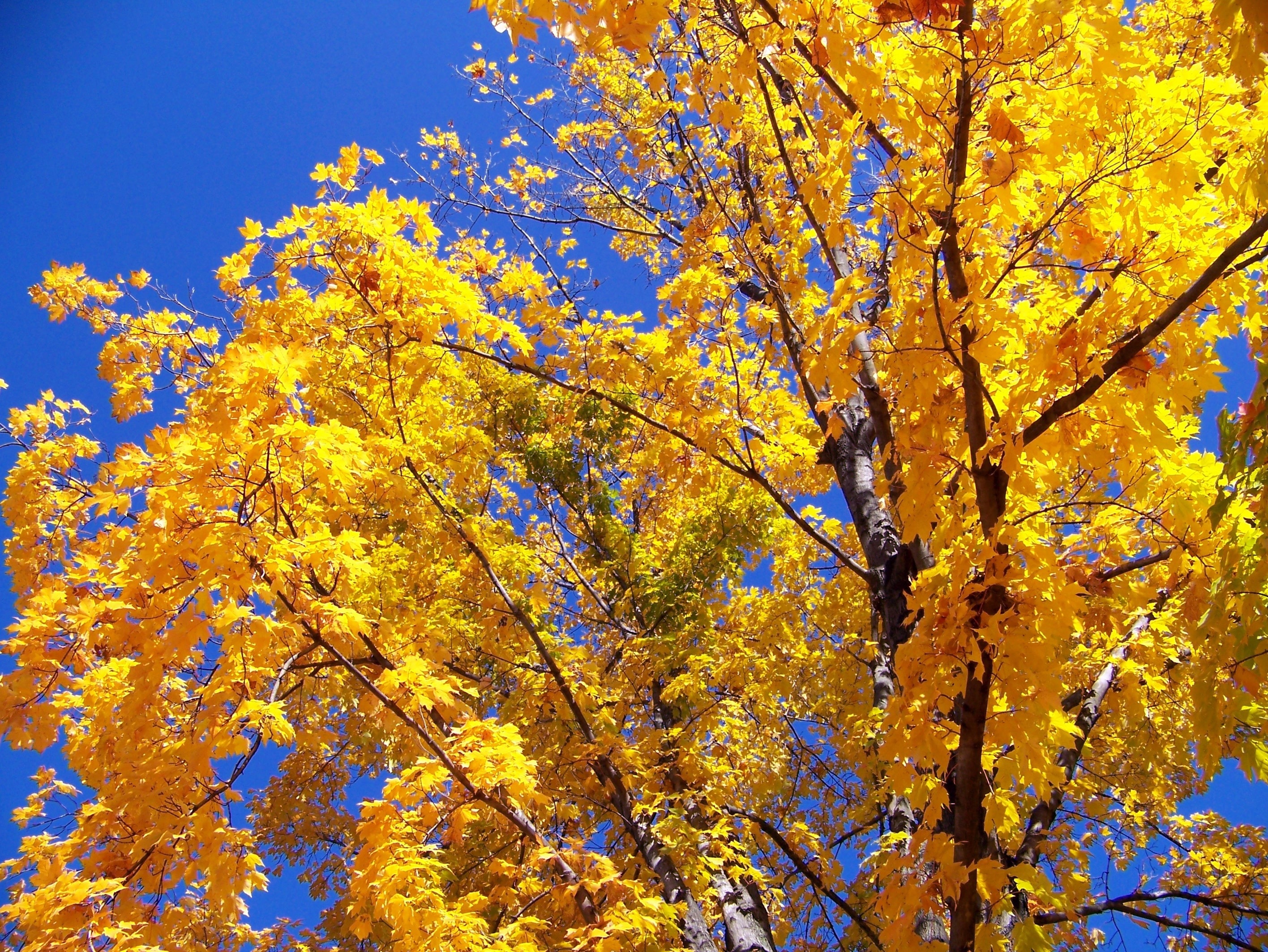Maple trees, Majestic mountains, Breathtaking view, Free image, 2840x2130 HD Desktop