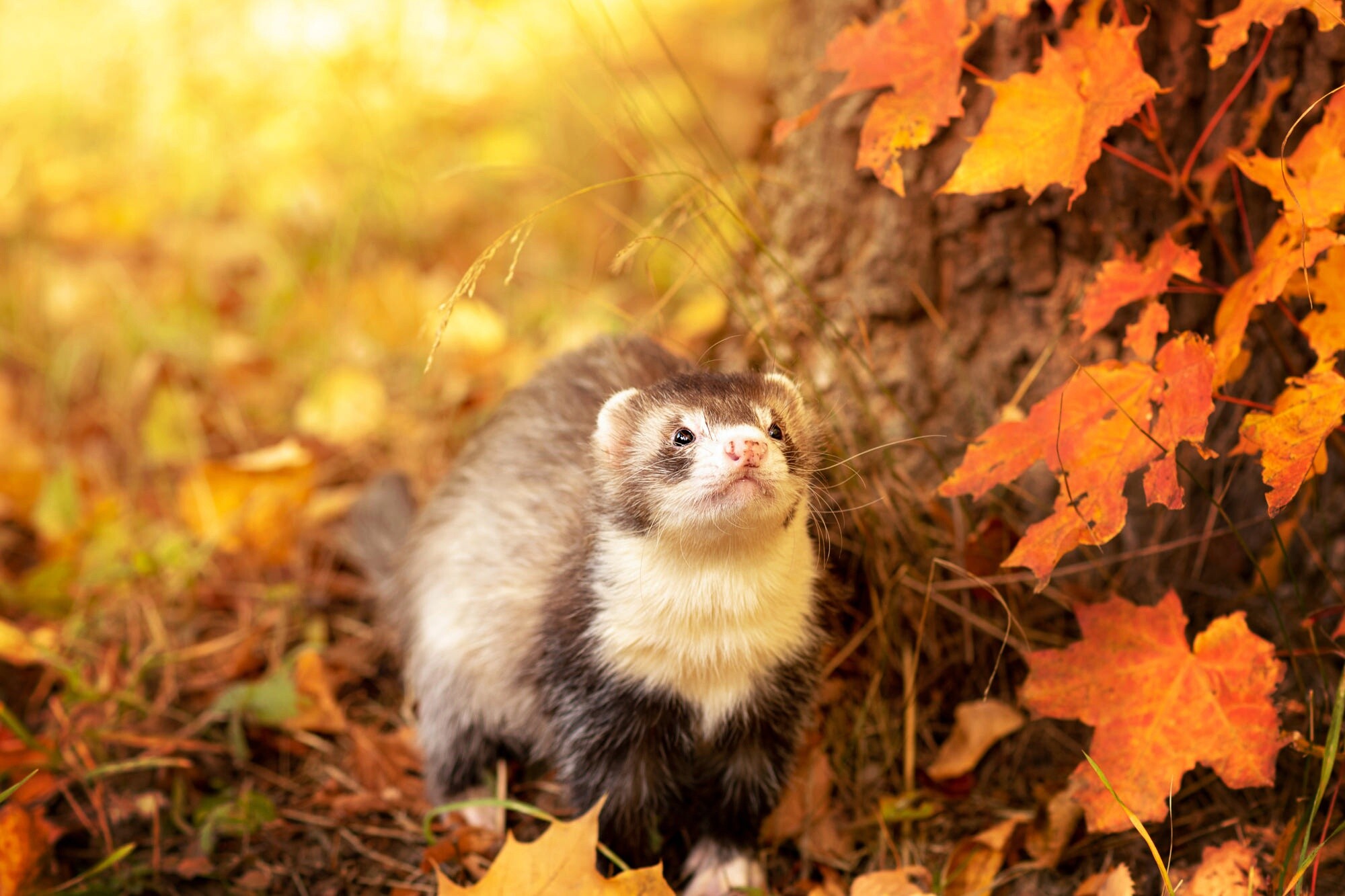 Ferret: A family of carnivorous mammals, including ferrets, weasels, martens, badgers. 2000x1340 HD Background.
