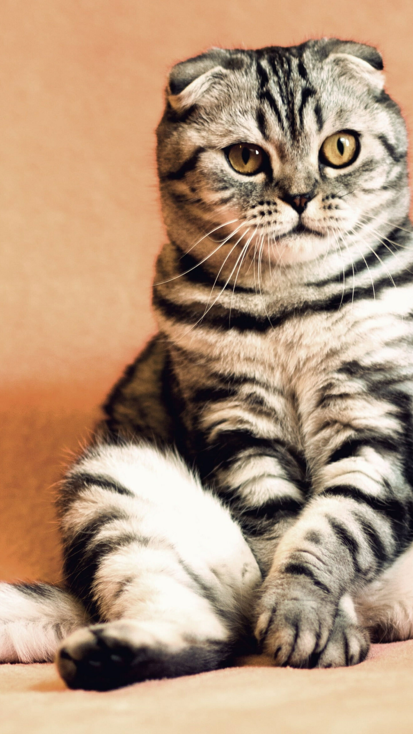 Scottish Fold: Despite being folded, the Fold’s ears are still expressive and swivel to listen, lay back in anger, and prick up when a can of food is opened. 1440x2560 HD Wallpaper.