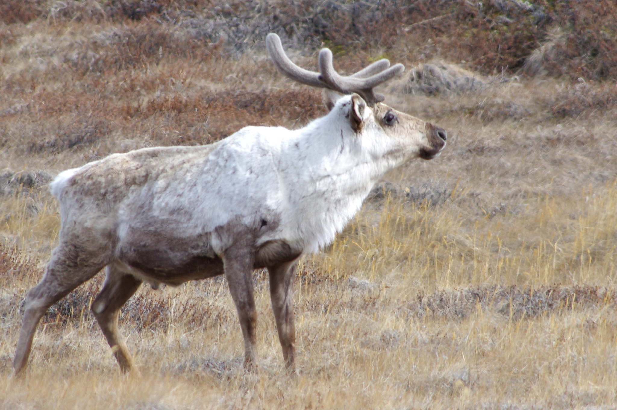 Caribou, Rangifer tarandus, Wildlife observation, Species documentation, 2050x1360 HD Desktop