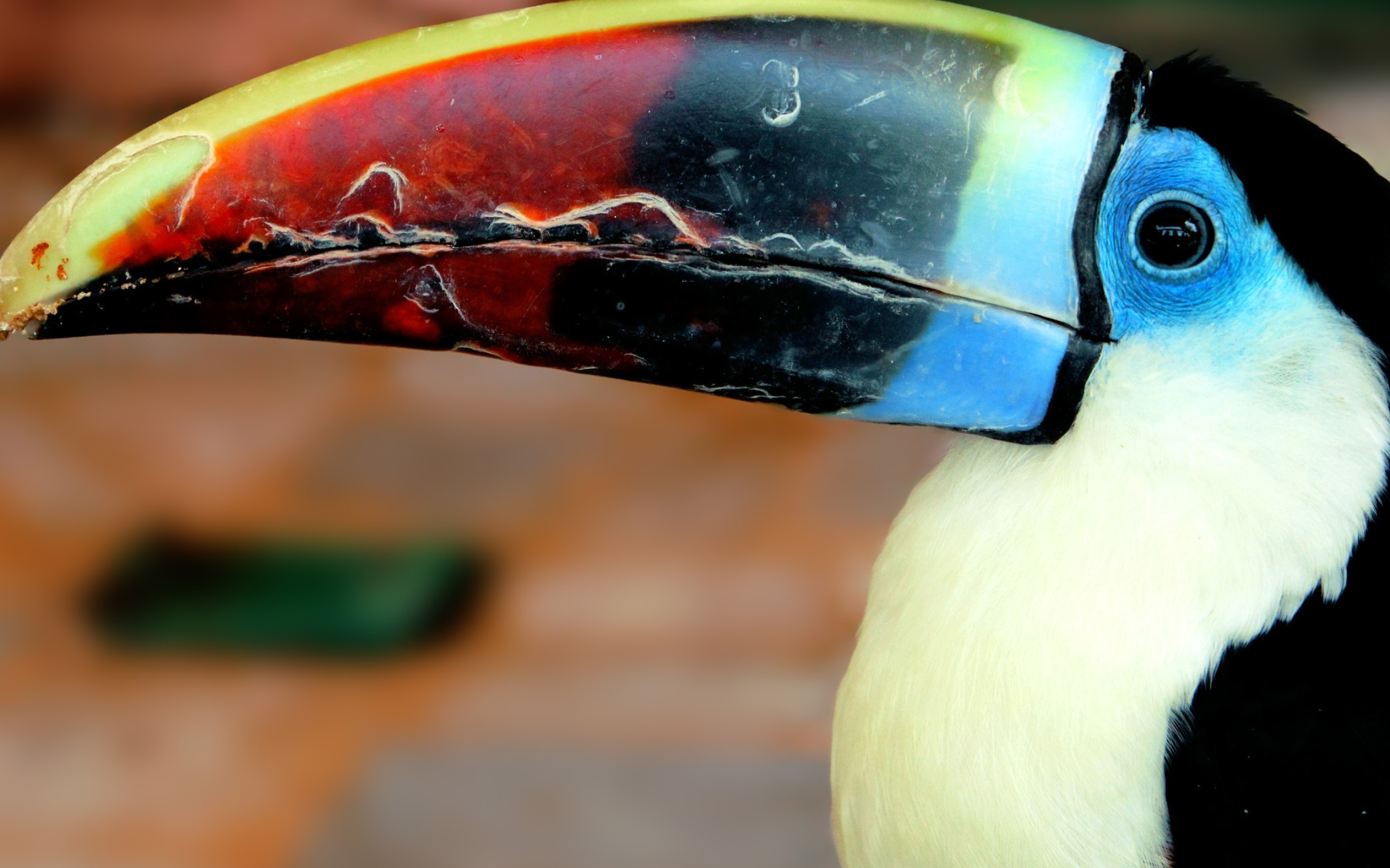 Artistic wallpaper, Toucan's charm, Tropical ambiance, Colorful display, 2560x1600 HD Desktop
