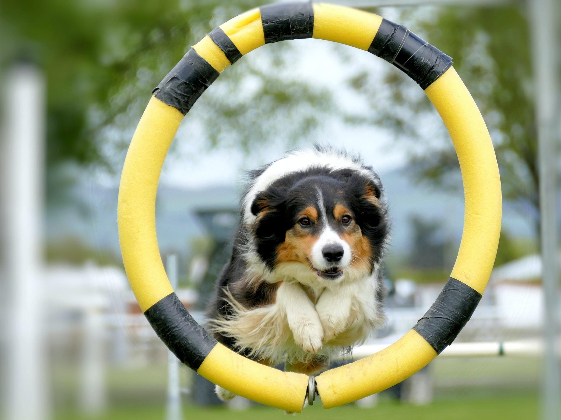 Dog Sports: Starting Agility Training, Jumping Through Hoops. 1920x1440 HD Wallpaper.