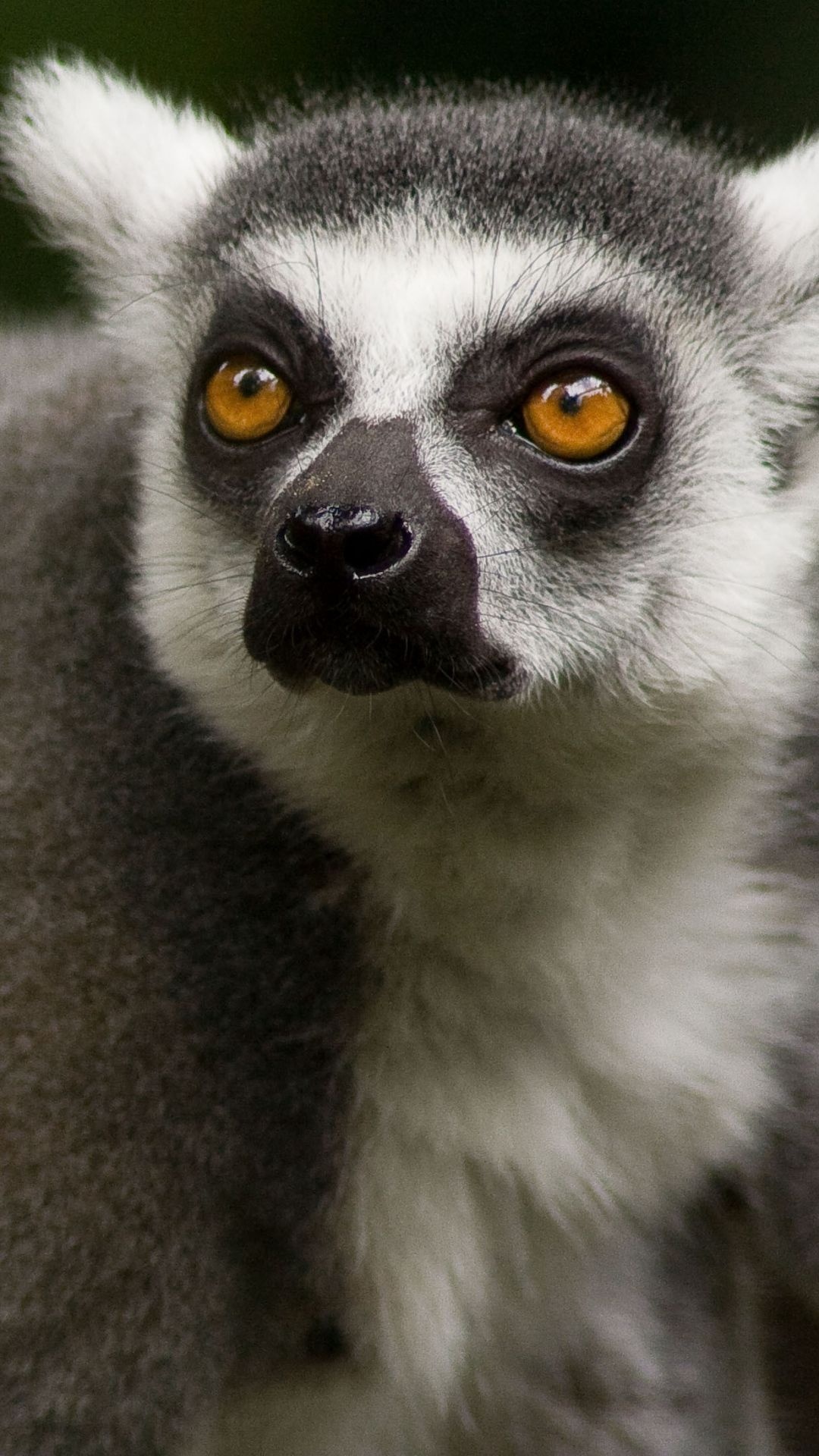 Lemur face wallpaper, Animal eyes, Sony Xperia Z1 background, Cute animals, 1080x1920 Full HD Phone