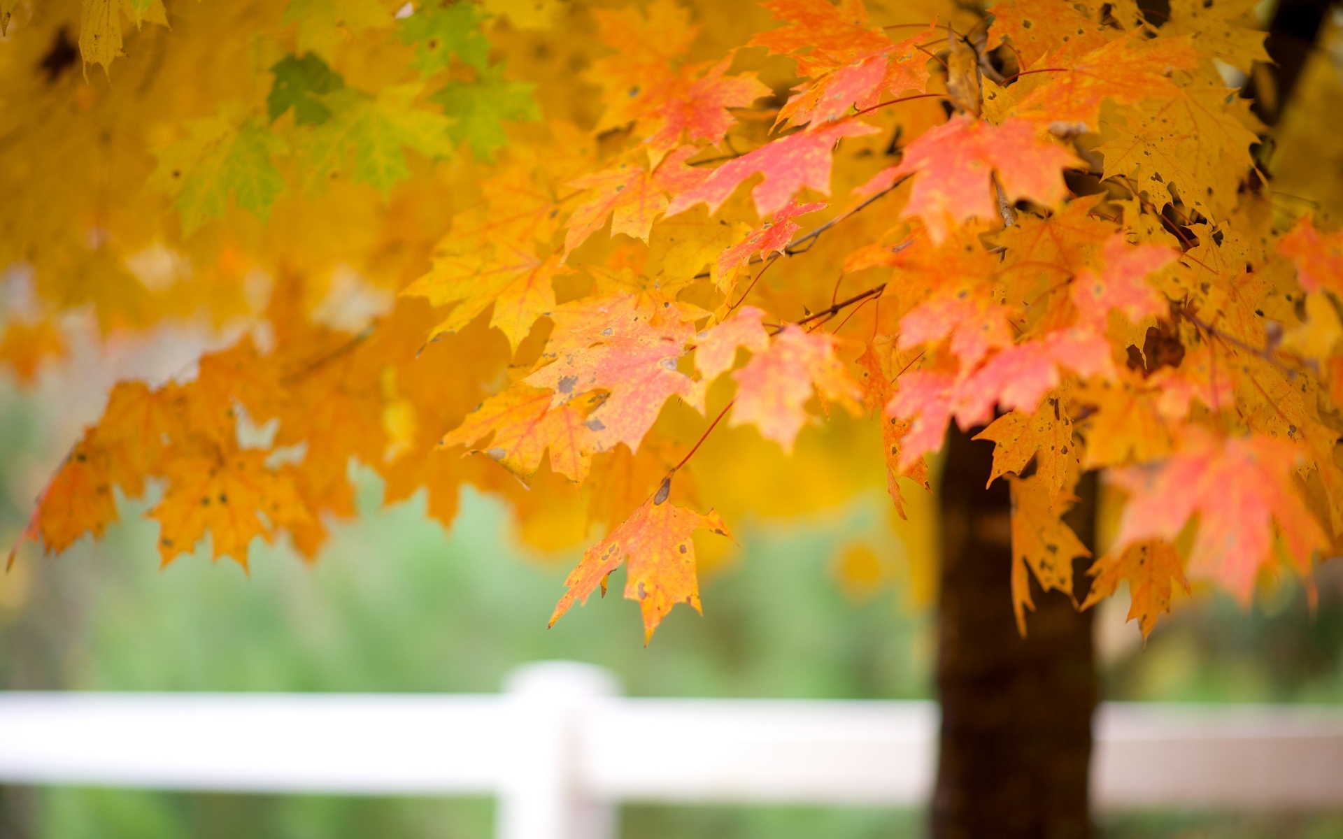 Maple tree leaves, Autumn wallpaper, Nature's wonders, Serene landscapes, 1920x1200 HD Desktop