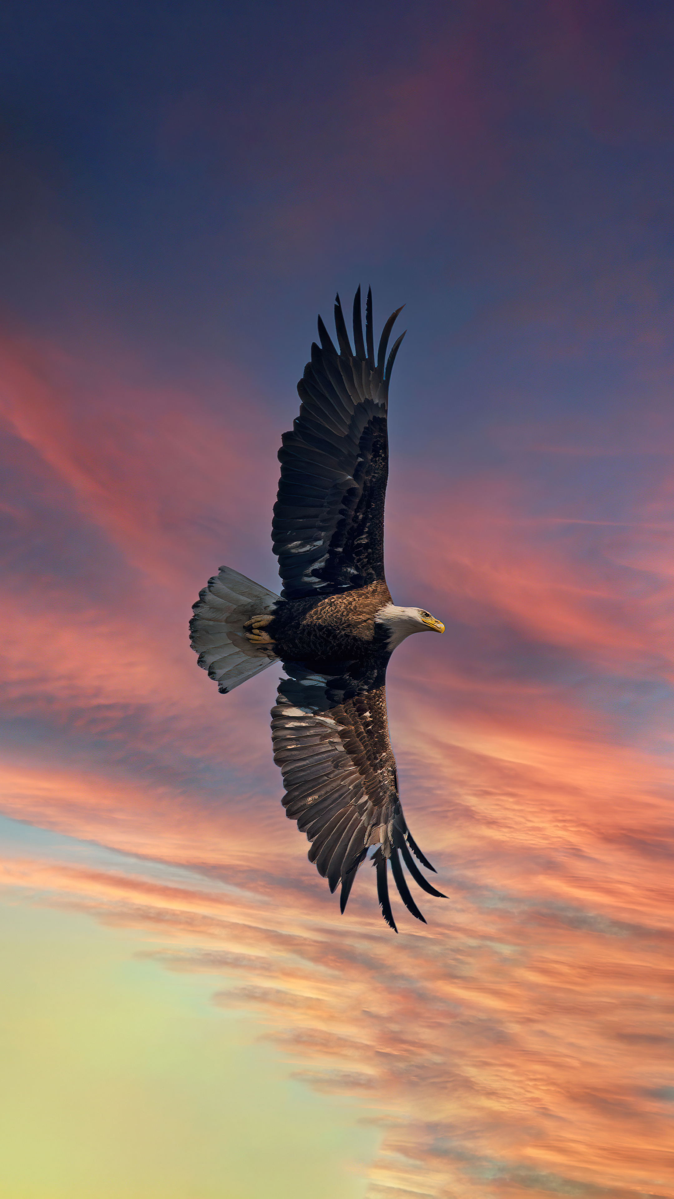 Bald eagle in sky, Premium HD wallpapers, 2160x3840 4K Phone