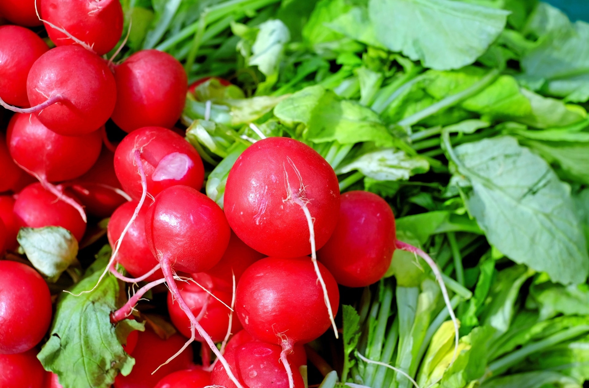 Red radish, Fresh vegetable, Free image, Peakpx, 1920x1270 HD Desktop