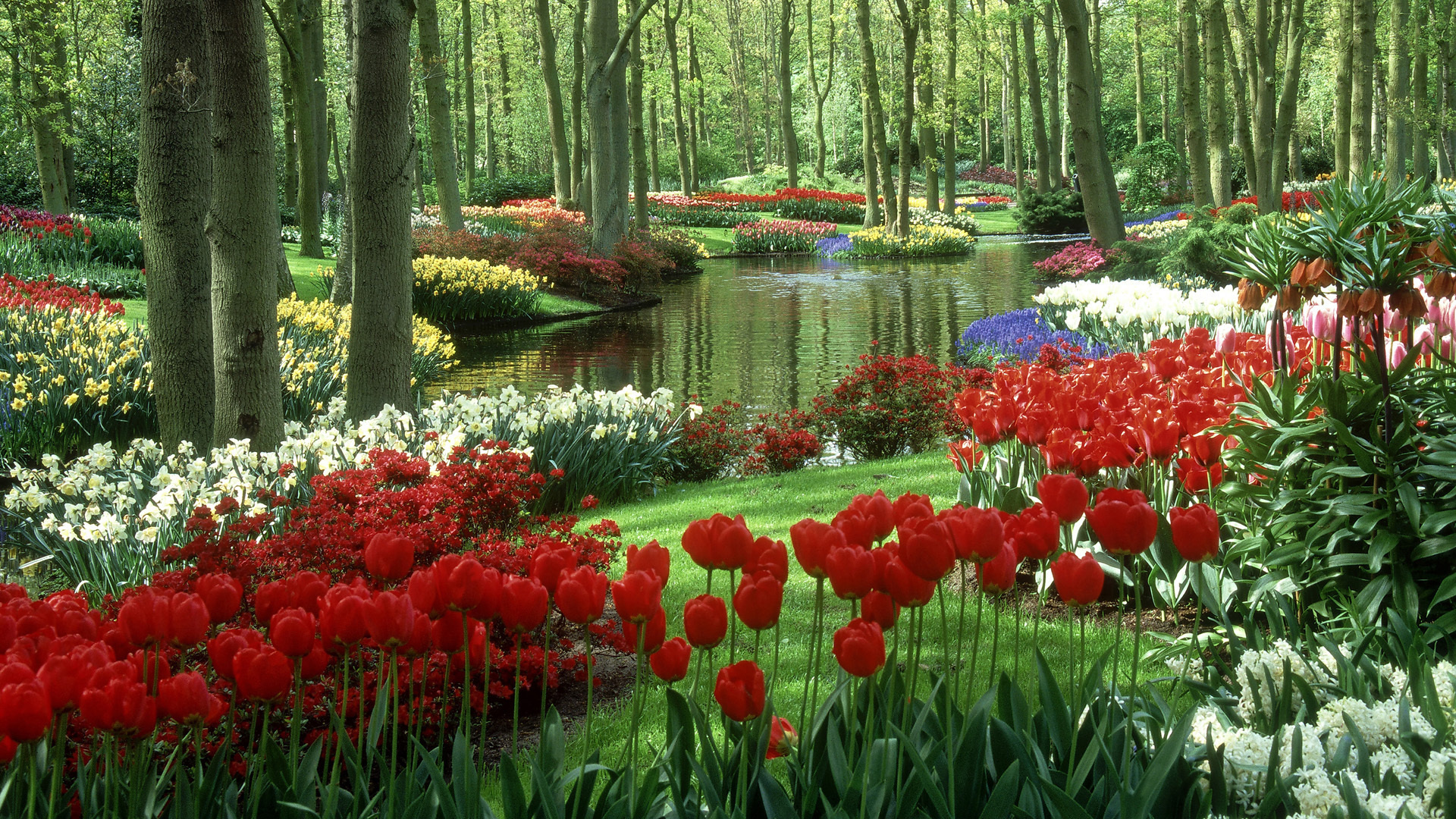 Flower Garden, Springtime splendor, Floral paradise, Blossoming beauty, 1920x1080 Full HD Desktop
