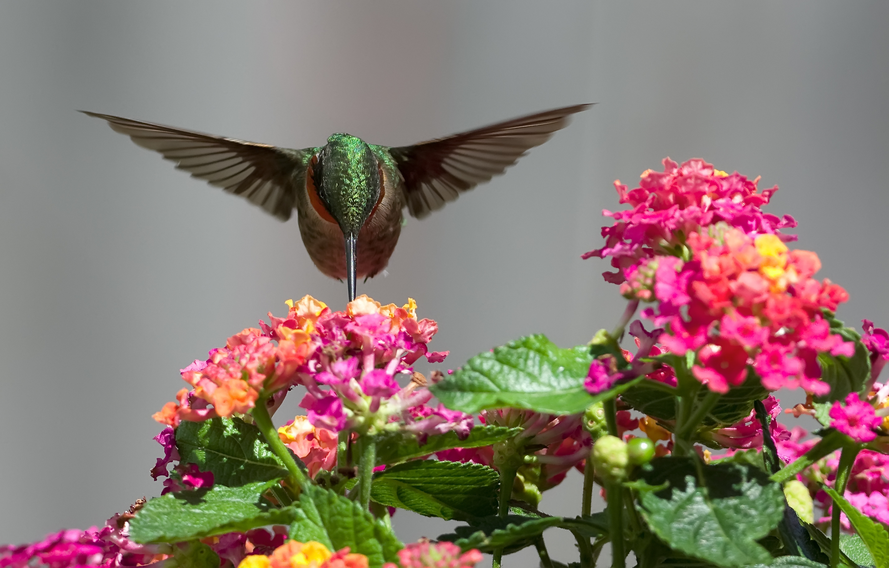 Animated hummingbird wallpaper, Dynamic background, Captivating motion, Nature's charm, 2870x1830 HD Desktop