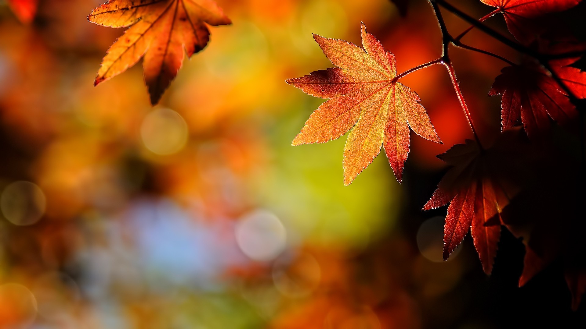 Sunlit fall foliage, Depth of field, Natural beauty, Autumnal atmosphere, 1920x1080 Full HD Desktop