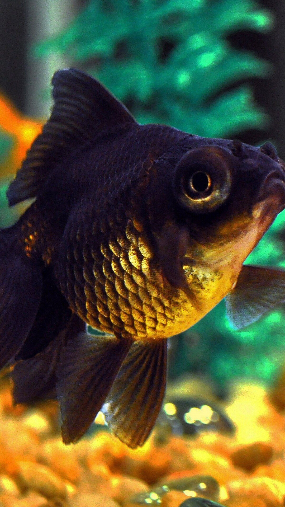 Gold Fish: Black Moor, A relatively small member of the carp family, A freshwater tank. 1080x1920 Full HD Background.