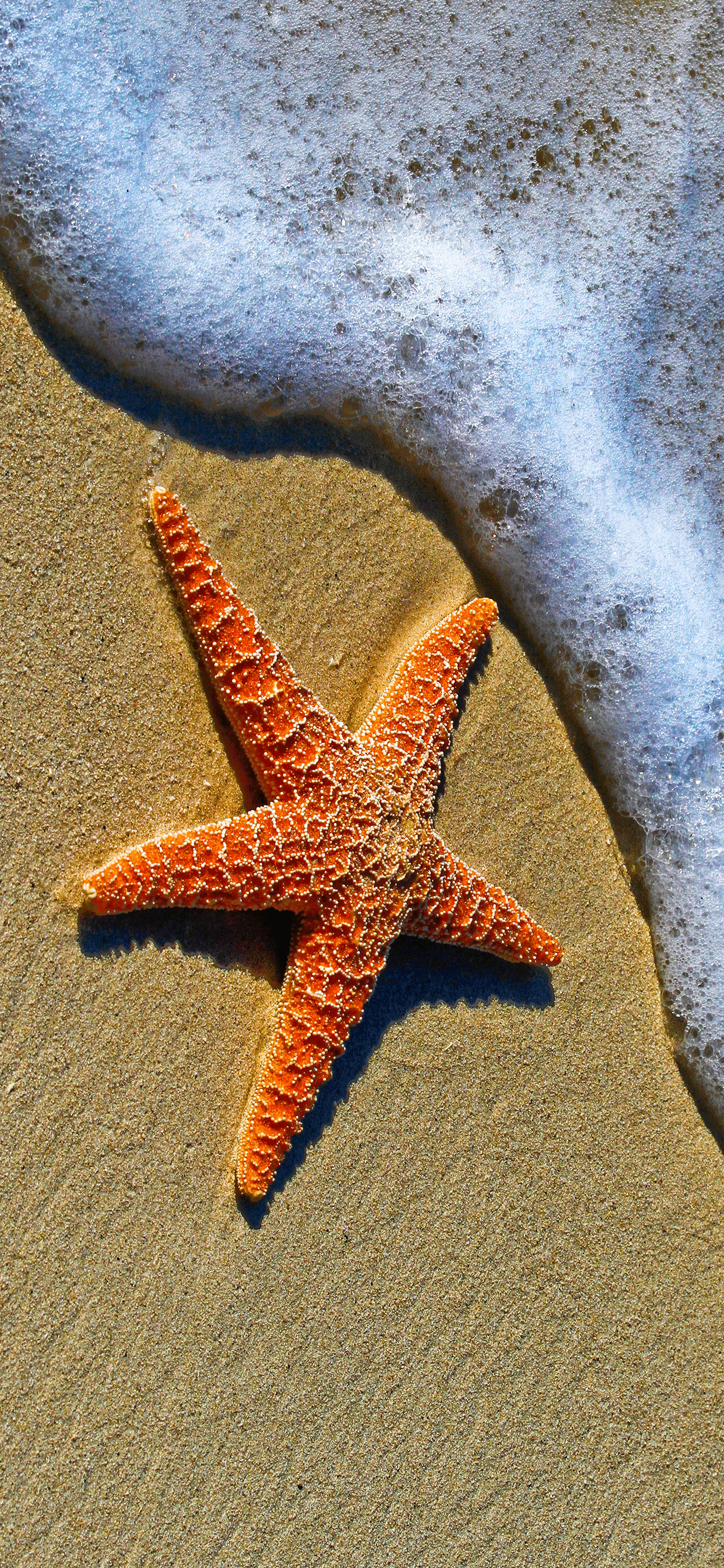 Sea Star: Beach, Marine animals that can hunt prey much larger than their mouths. 1250x2690 HD Wallpaper.