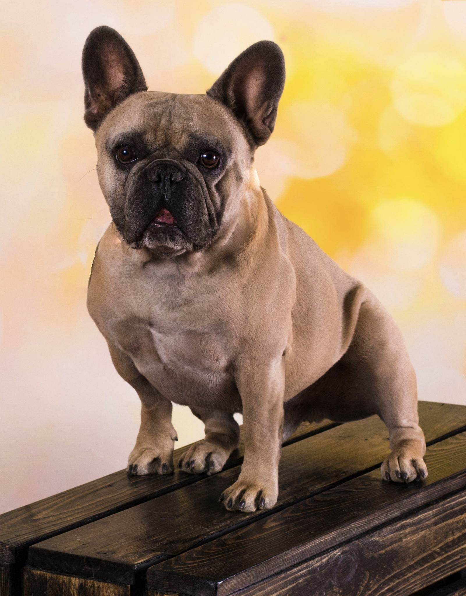 French Bulldog: The dog has large erect ears, rounded at the tips, that resemble those of a bat. 1610x2050 HD Wallpaper.