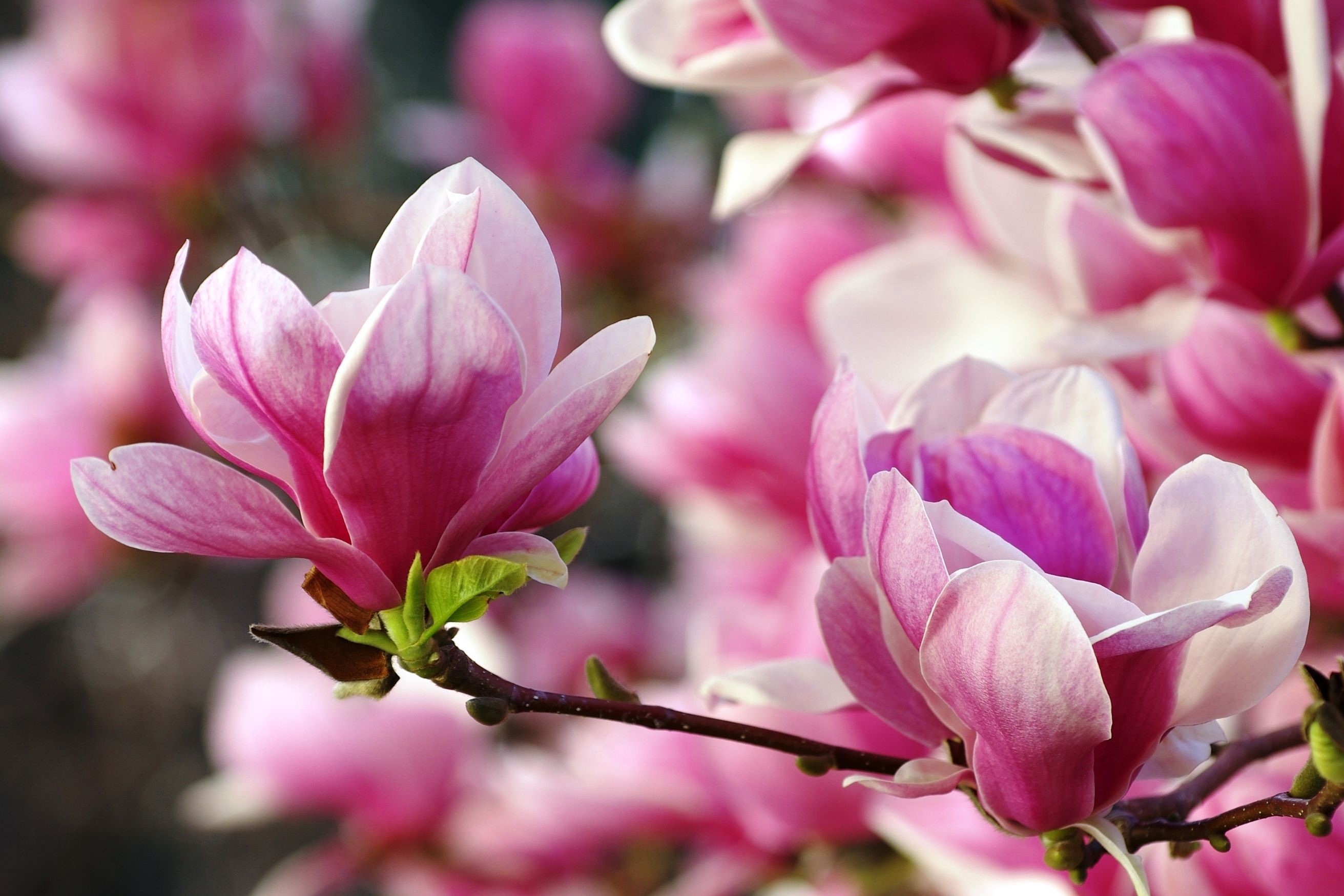 Vibrant magnolias, Delicate petals, Fresh blooms, Natural wonder, 2630x1750 HD Desktop
