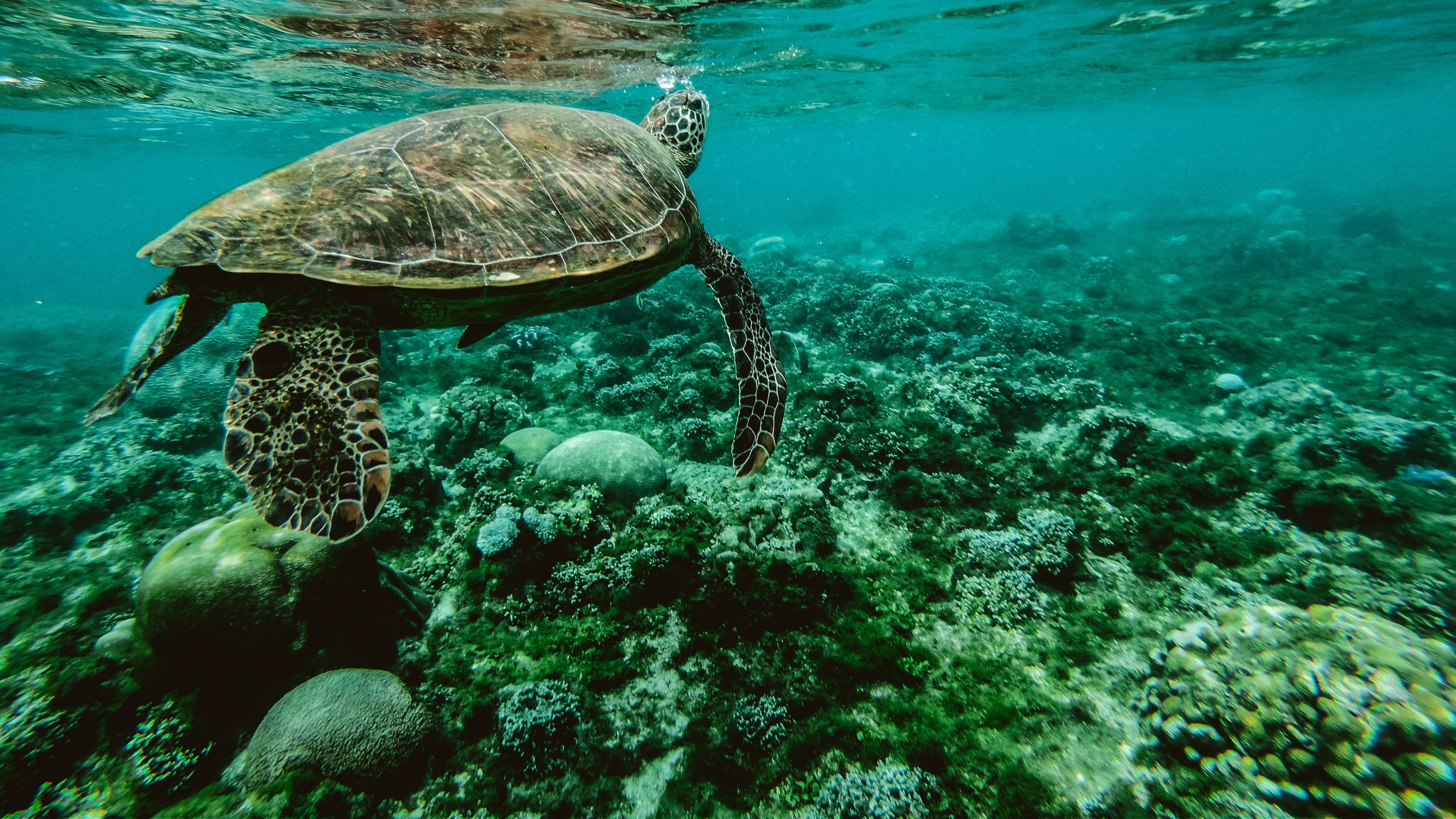 Underwater tranquility, Coral reef inhabitants, Peaceful sea turtles, Vibrant marine world, 3840x2160 4K Desktop