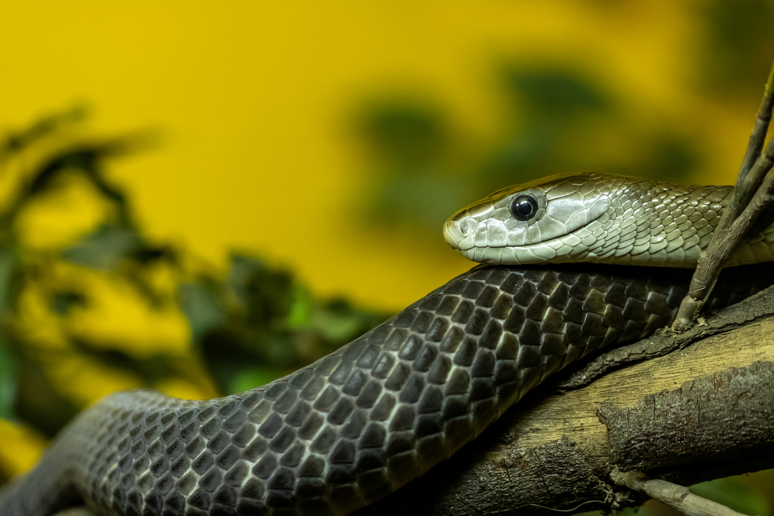 Menacing encounter, Terrifying reptile, Open-mouthed attack, Fearful moment, 2500x1670 HD Desktop