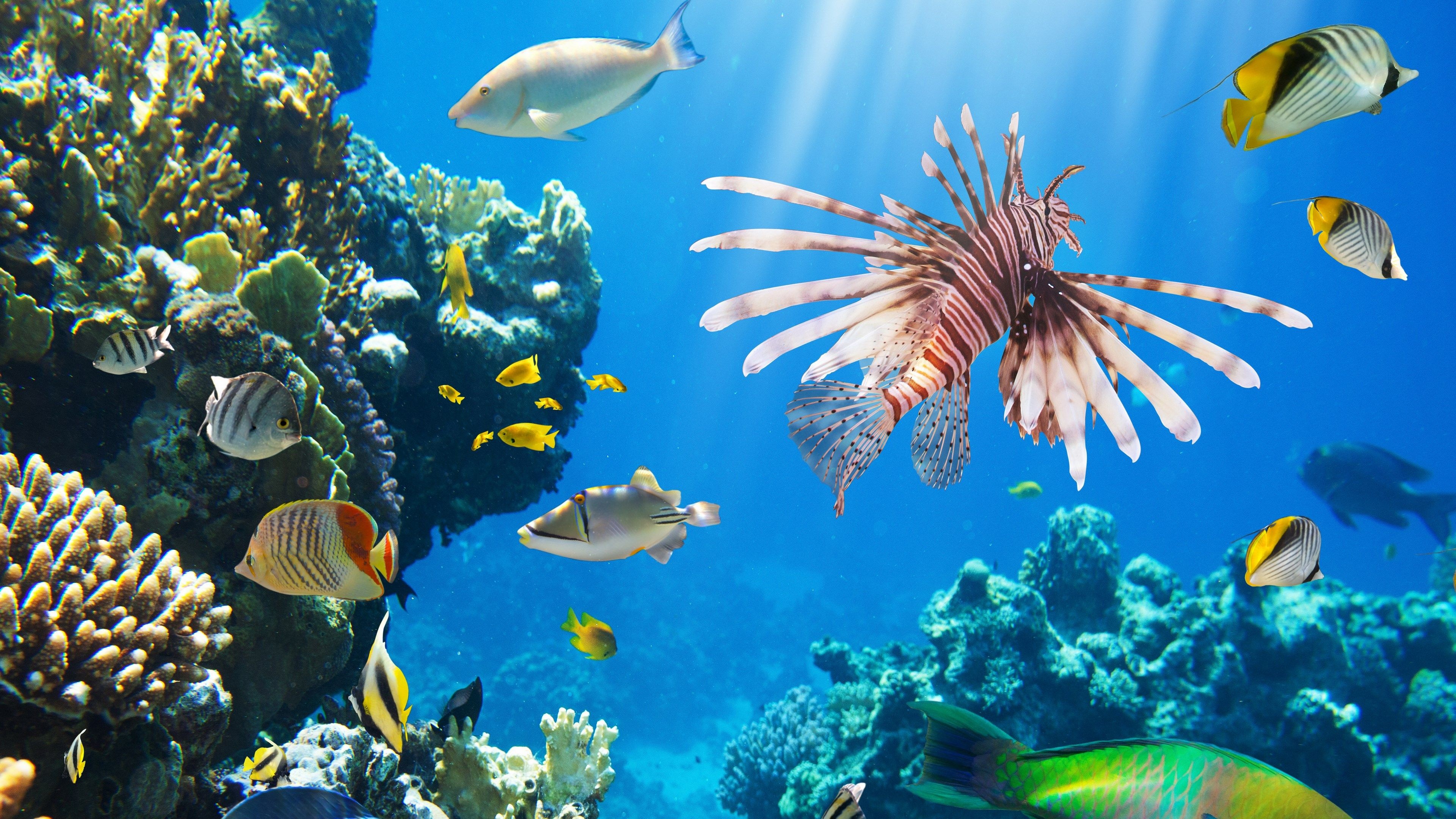 Colorful tropical fish, Coral reef ecosystem, Beautiful underwater scenery, Exotic marine life, 3840x2160 4K Desktop