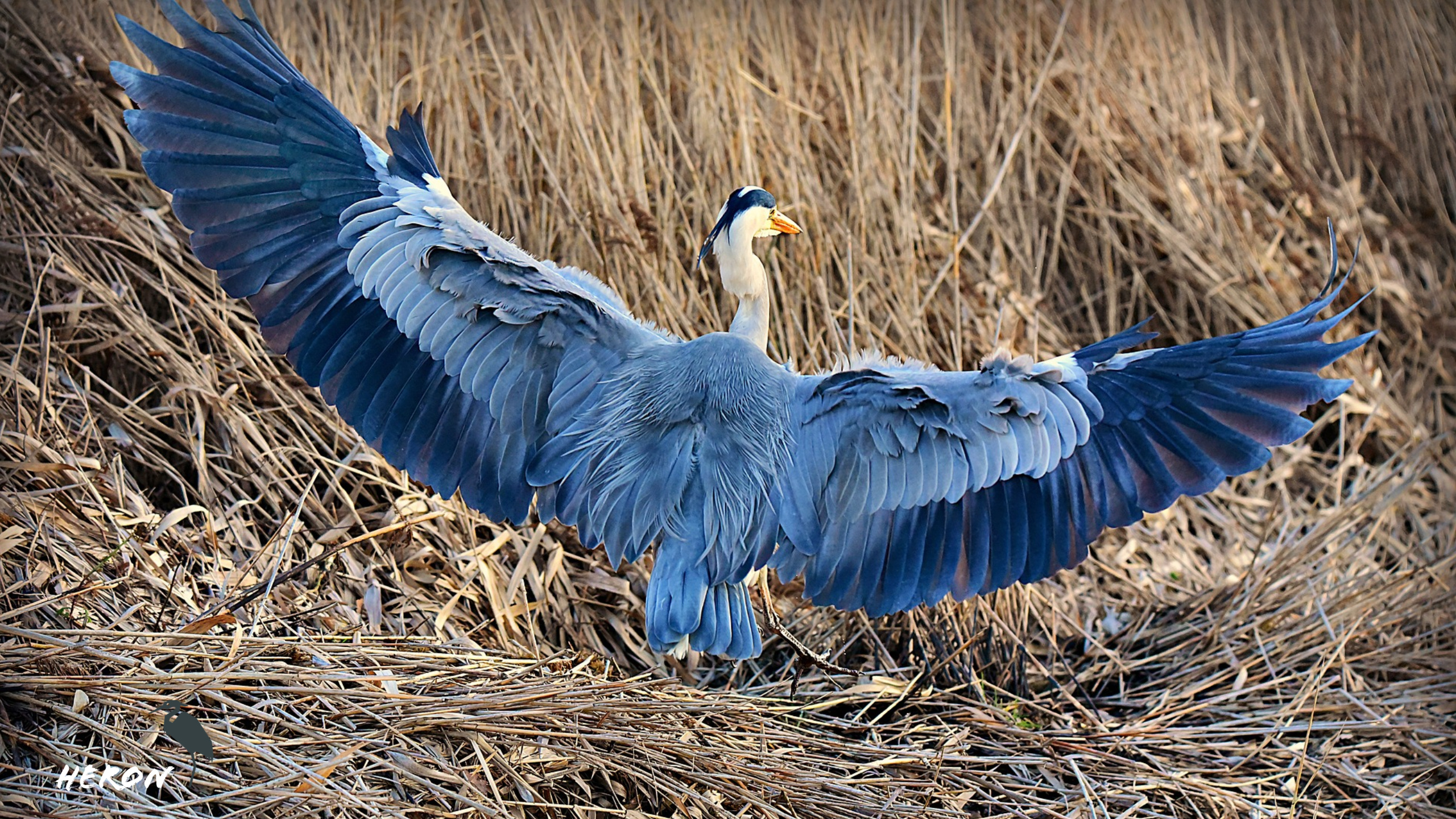 Grey heron, Majestic bird, Wildlife beauty, Nature photography, 2560x1440 HD Desktop