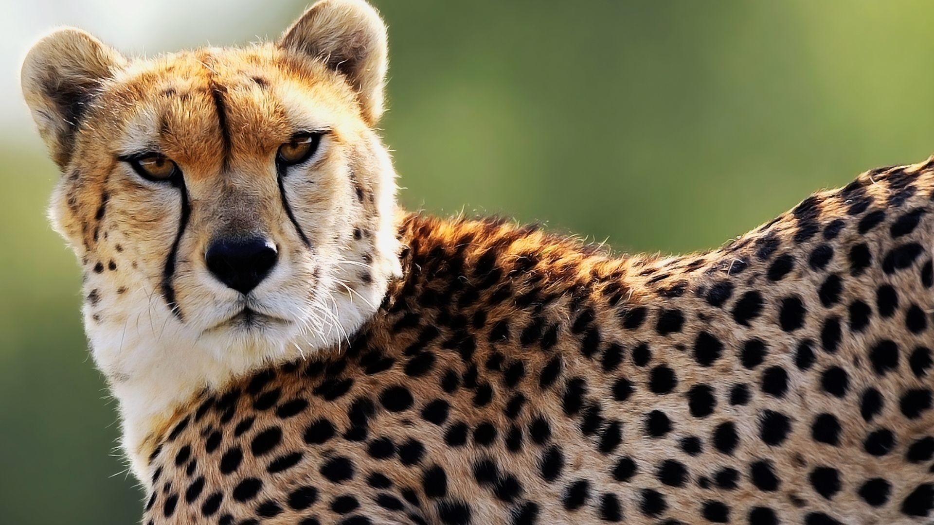 Cheetah wallpapers, Variety of styles, Beautiful and exotic, Stunning background, 1920x1080 Full HD Desktop
