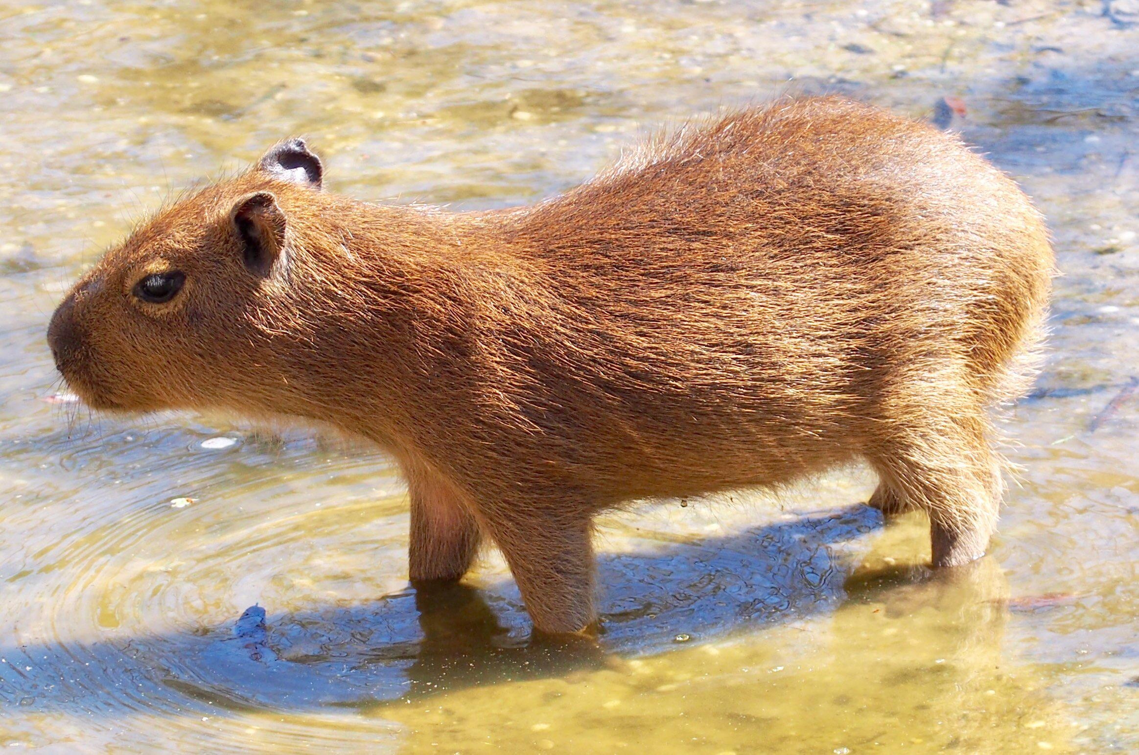 Me and my cousins, Capybara family, Adorable animals, Family photography, 2330x1550 HD Desktop