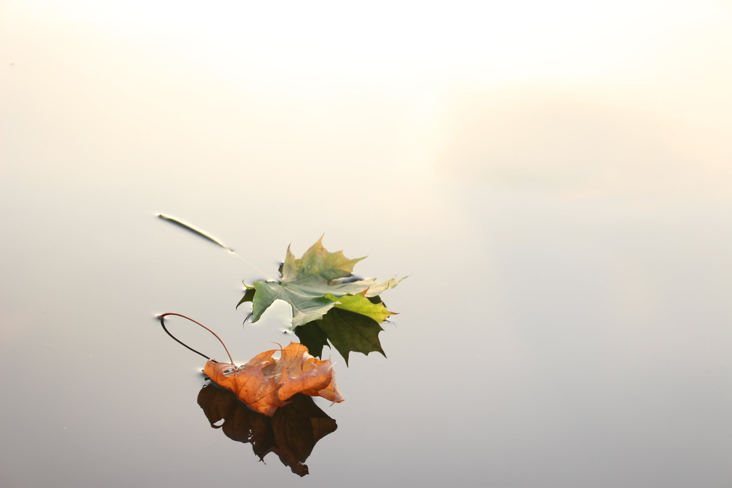 Green and orange leaf, Floating on water, HD wallpaper, Nature and landscape, 2510x1680 HD Desktop