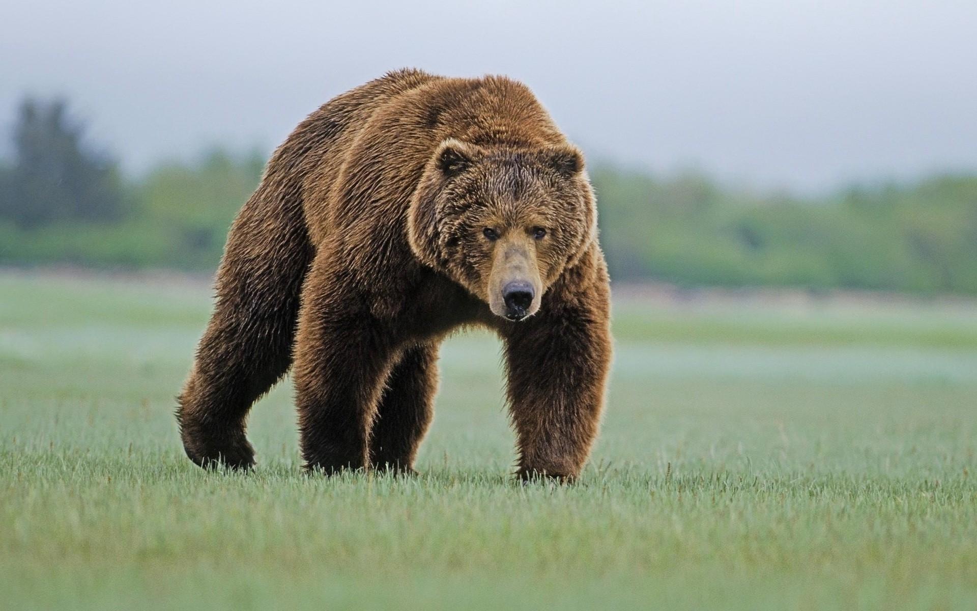 Grizzly Bear, Animal wallpapers, Stunning photography, Incredible fauna, 1920x1200 HD Desktop