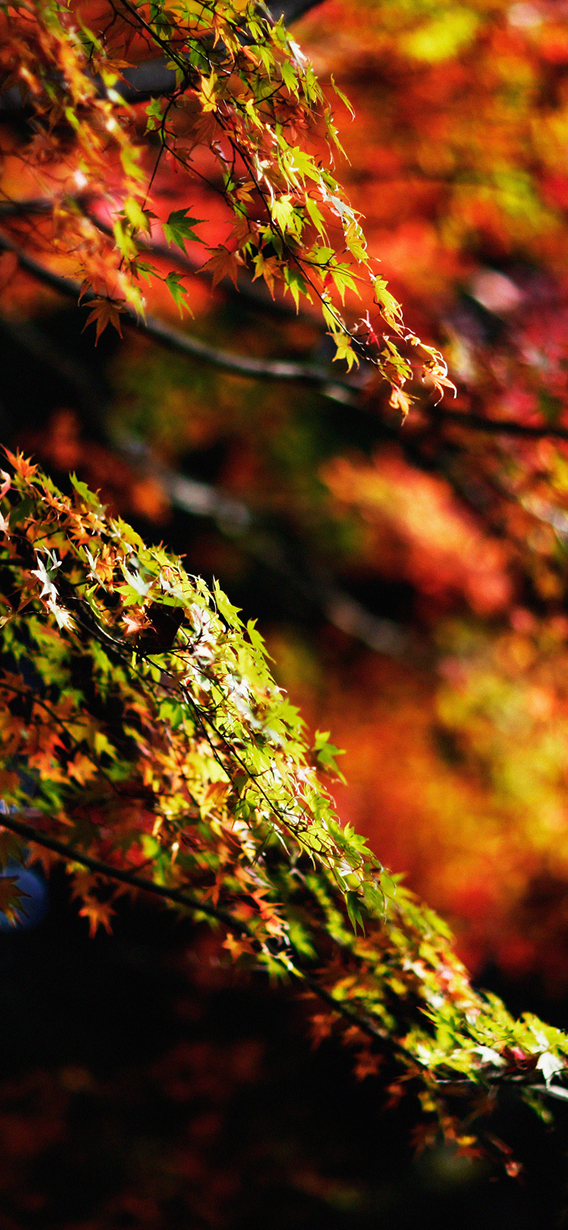 Japanese maple tree, Fall beauty, Nature's serenity, iPhone wallpaper, 1130x2440 HD Handy