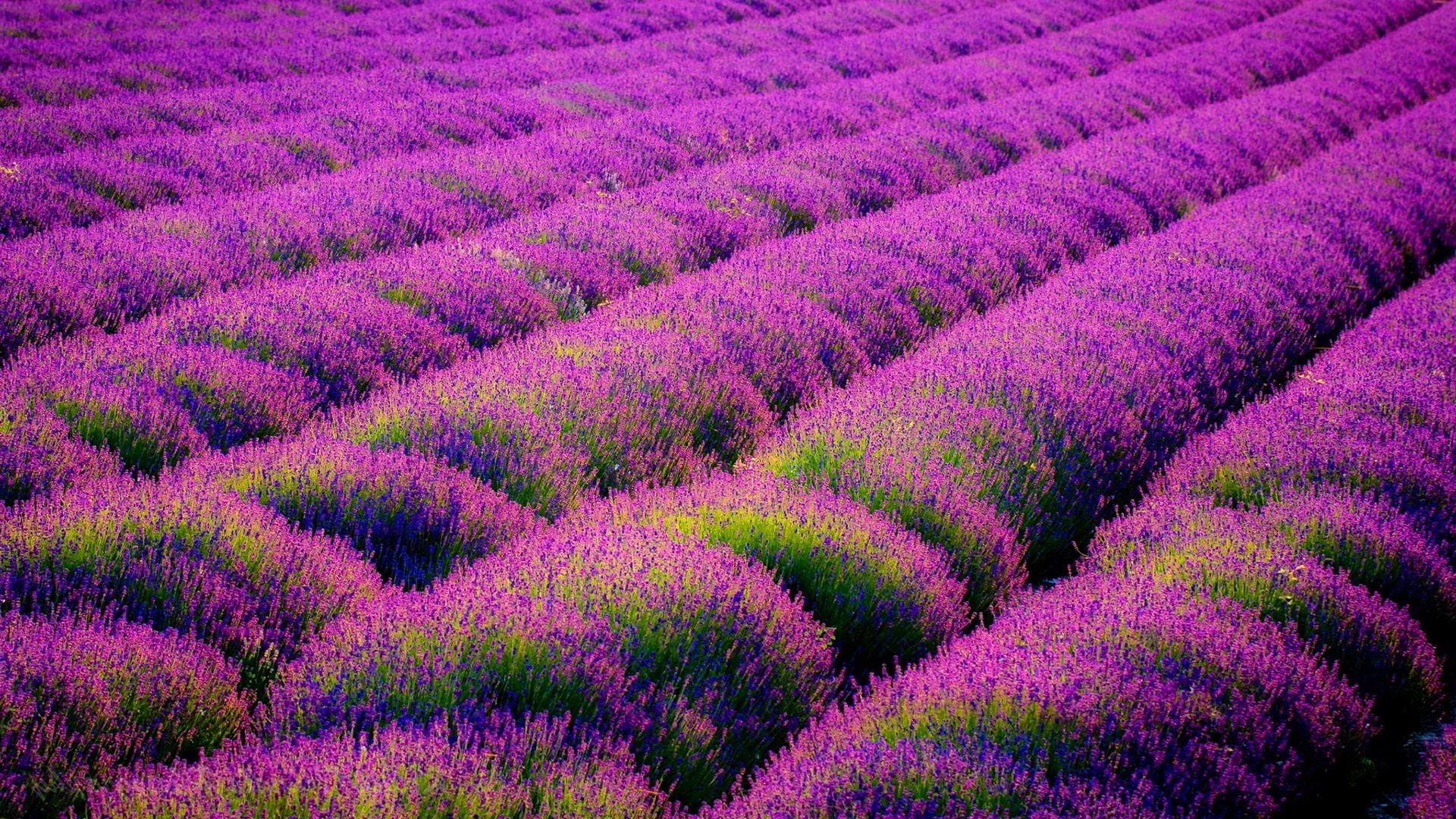 Lavender fields desktop wallpaper, Nature's tapestry, Serene landscapes, Blooming beauty, 1920x1080 Full HD Desktop