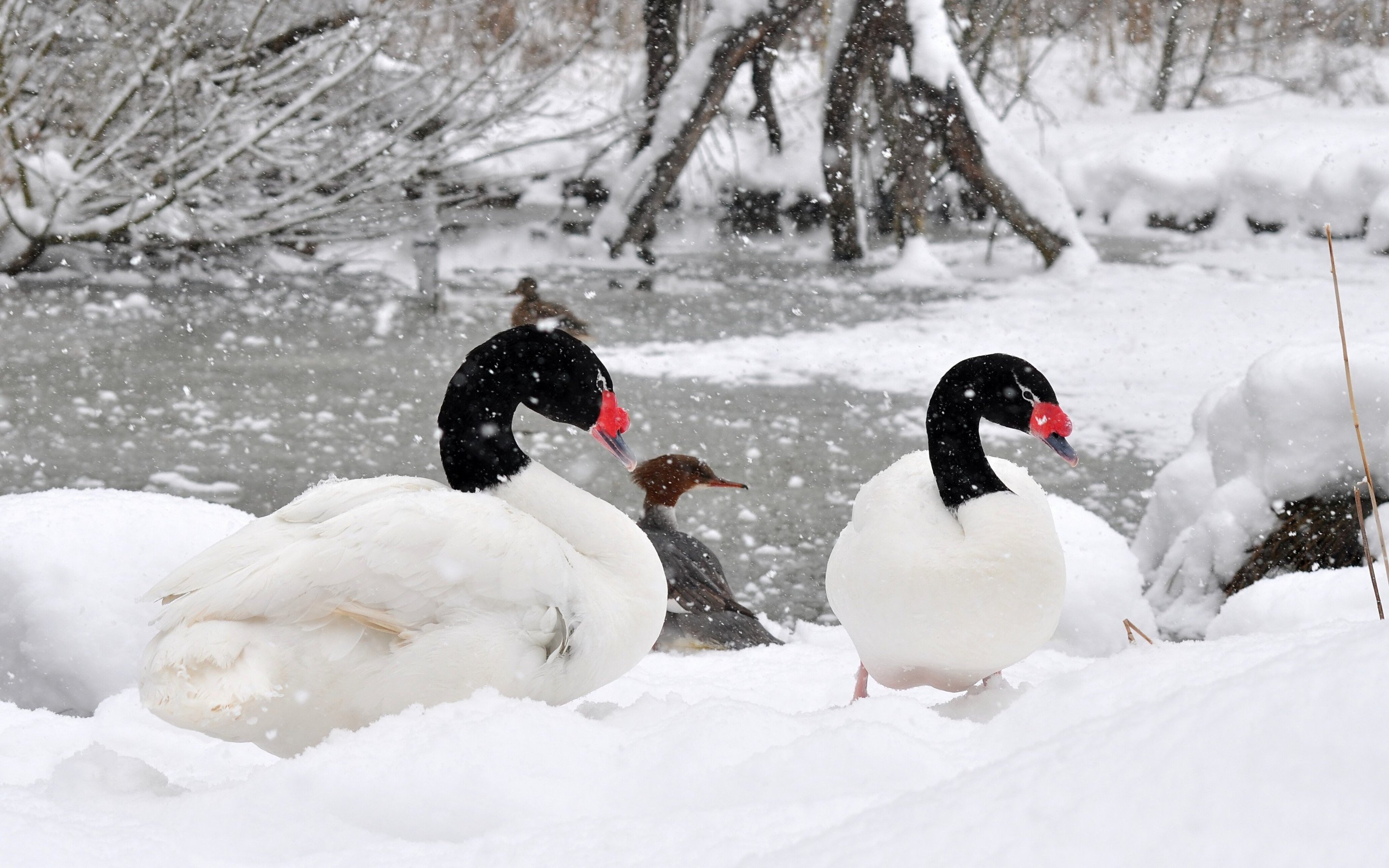 Winter snow landscape, Nature's tranquility, Geese in flight, HD wallpapers, 2880x1800 HD Desktop