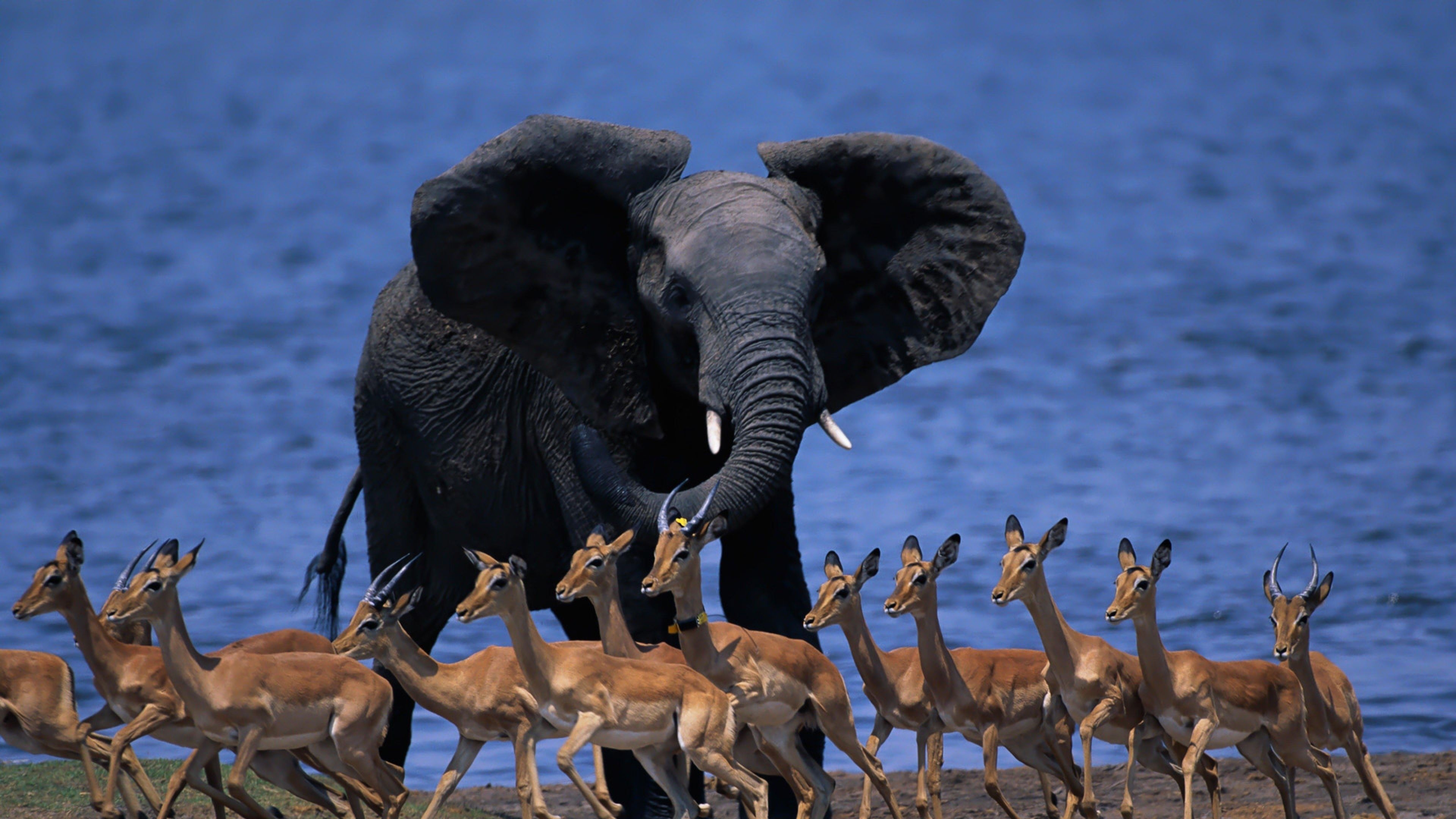 Wildlife Africa, Elephant, Pygmy antelope, 4K Ultra HD wallpaper, 3840x2160 4K Desktop