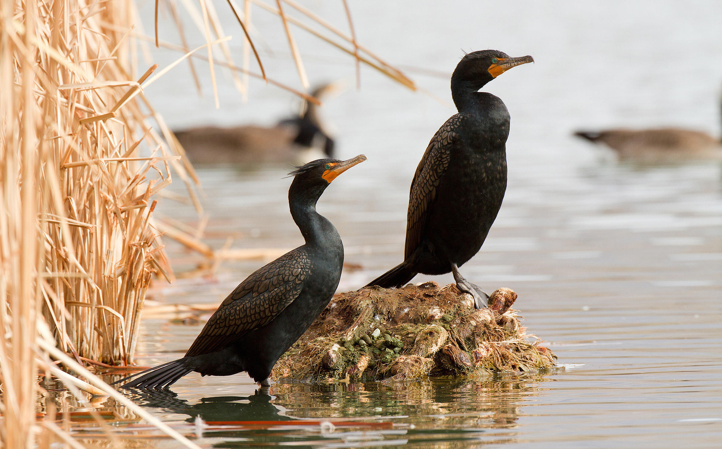 Double-crested cormorant, Avian elegance, Graceful waterbird, Soaring beauty, 2380x1490 HD Desktop