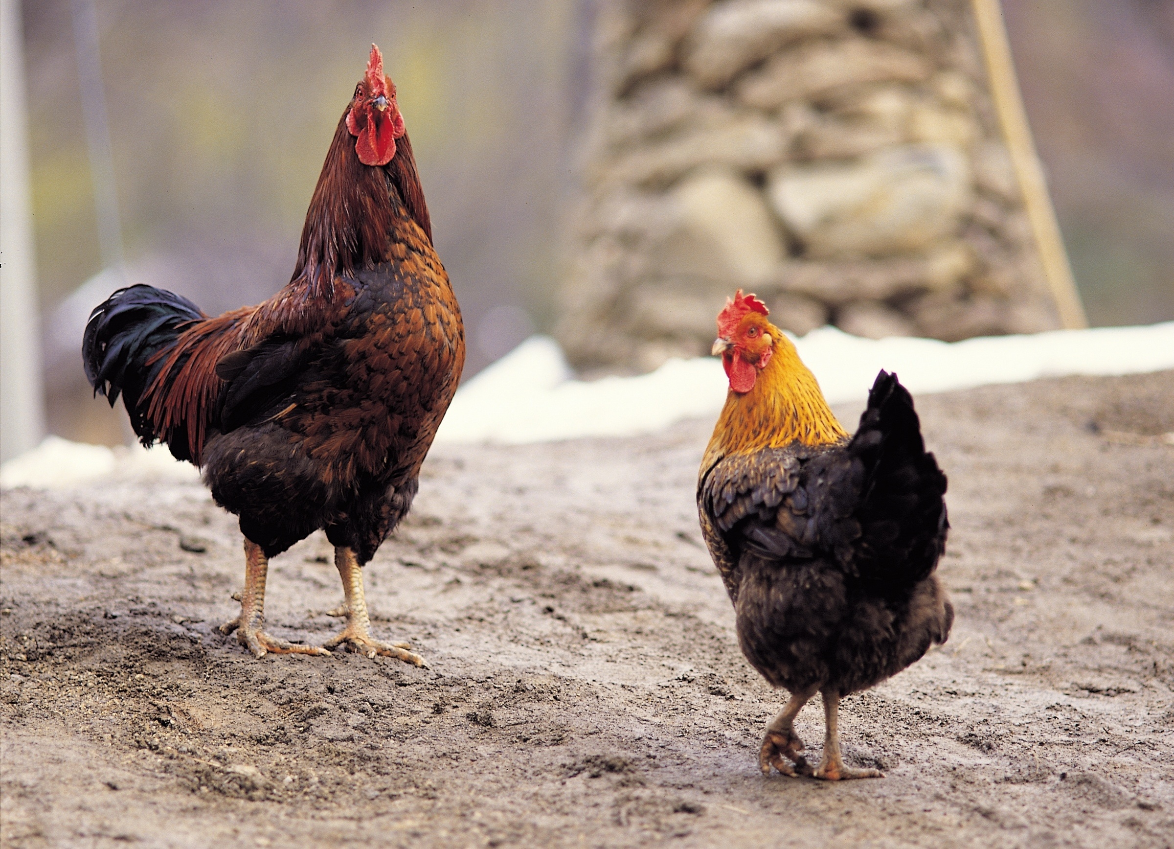 Hen (Animals), Importance of chickens, Poultry farming, Livestock, 2400x1740 HD Desktop
