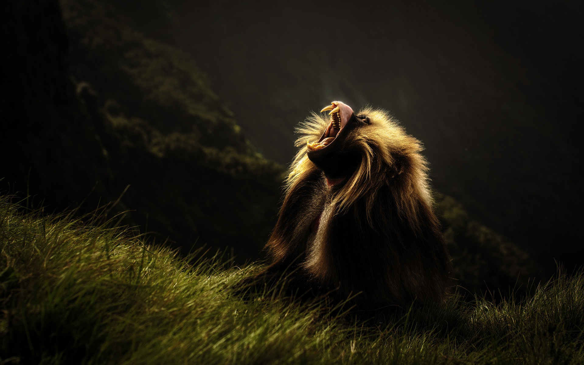 Baboon pose, Dark background, Wool silhouette, Nature photography, 1920x1200 HD Desktop