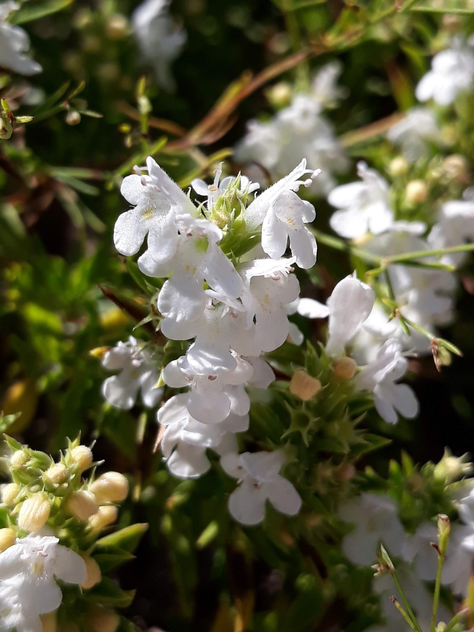 Ajedrea satureja montana, Natusfera herb, Herbal essence, 1540x2050 HD Handy