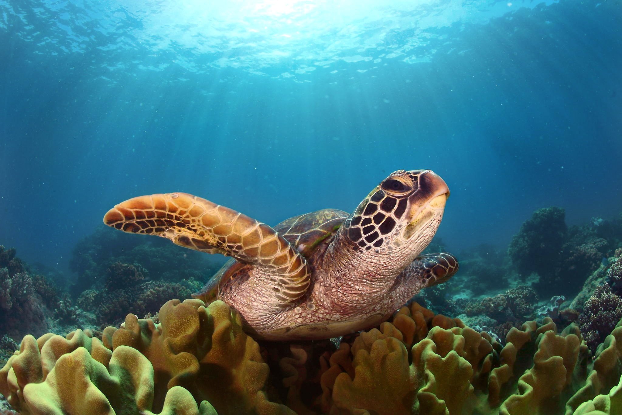 Turtle: The animals are toothless and have a horny beak, Underwater. 2050x1370 HD Wallpaper.