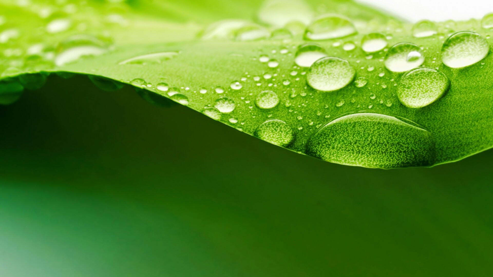 Leaf: The main lateral organ of the upper part of the plant. 1920x1080 Full HD Wallpaper.