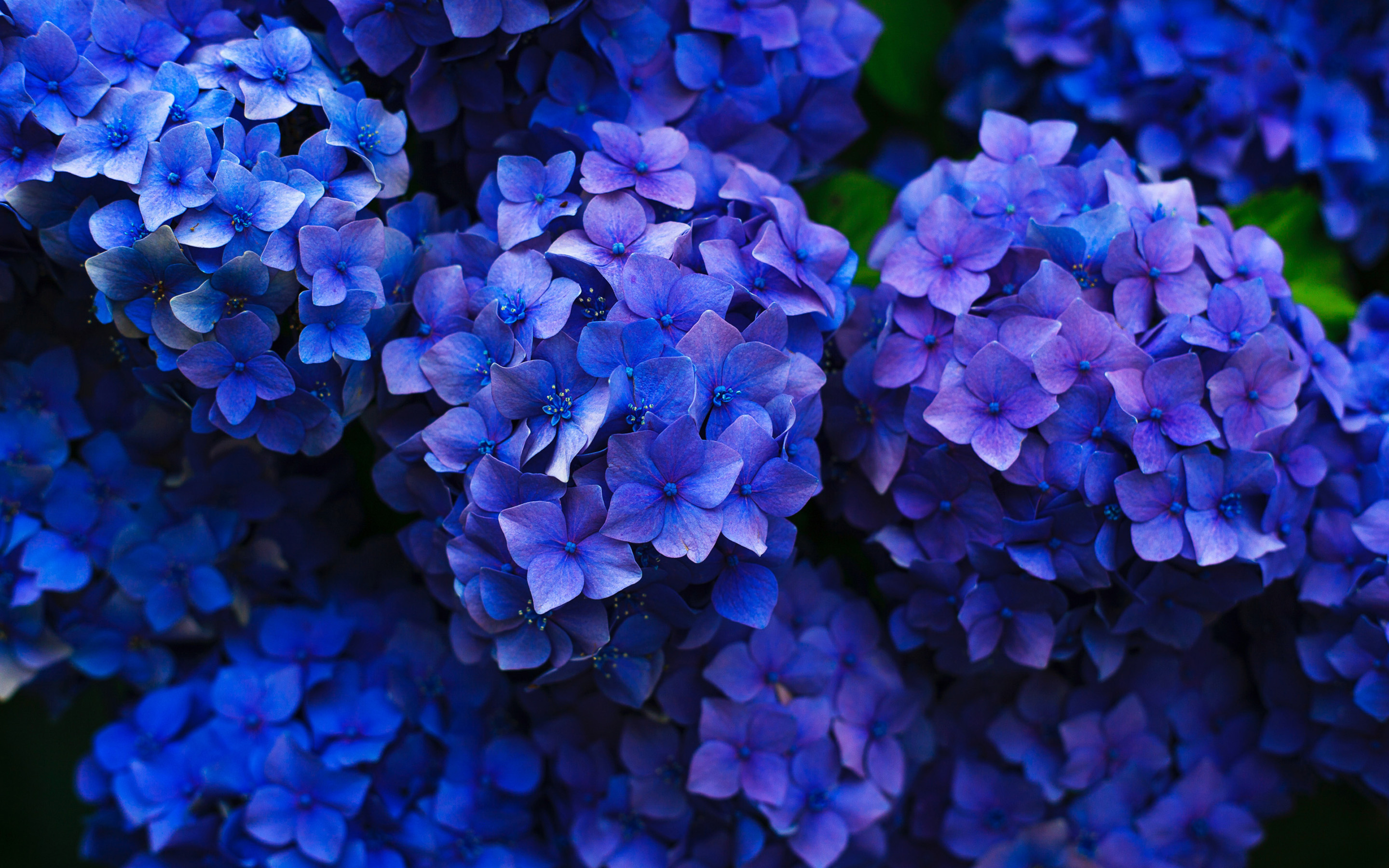 Blue hydrangea, Beautiful flowers, Close up photography, Floral enchantment, 2880x1800 HD Desktop