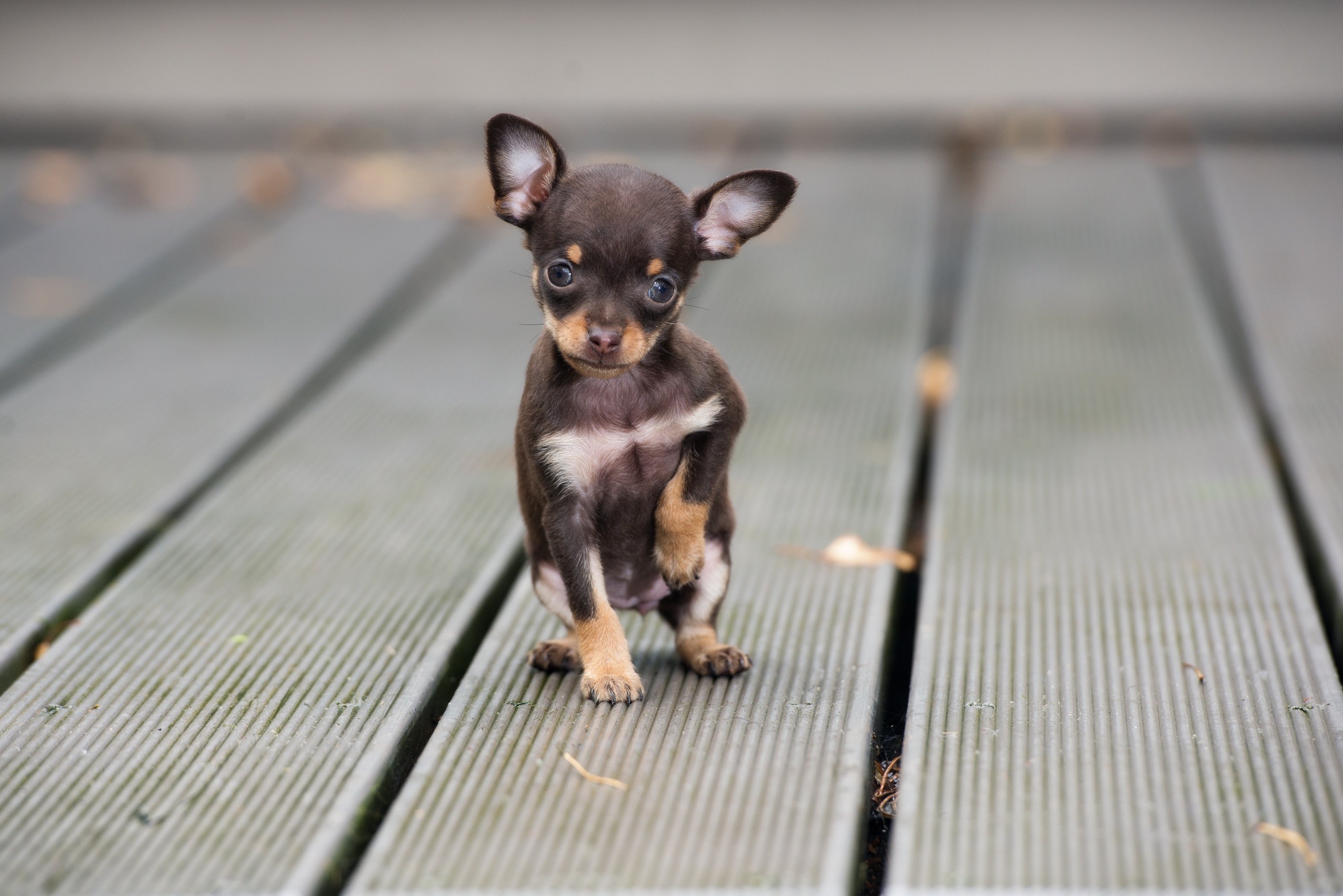 Chihuahua merkmale und besonderheiten, Kleinen modehundes, Flausch und Wissenschaft, Hundefreuden, 3090x2060 HD Desktop