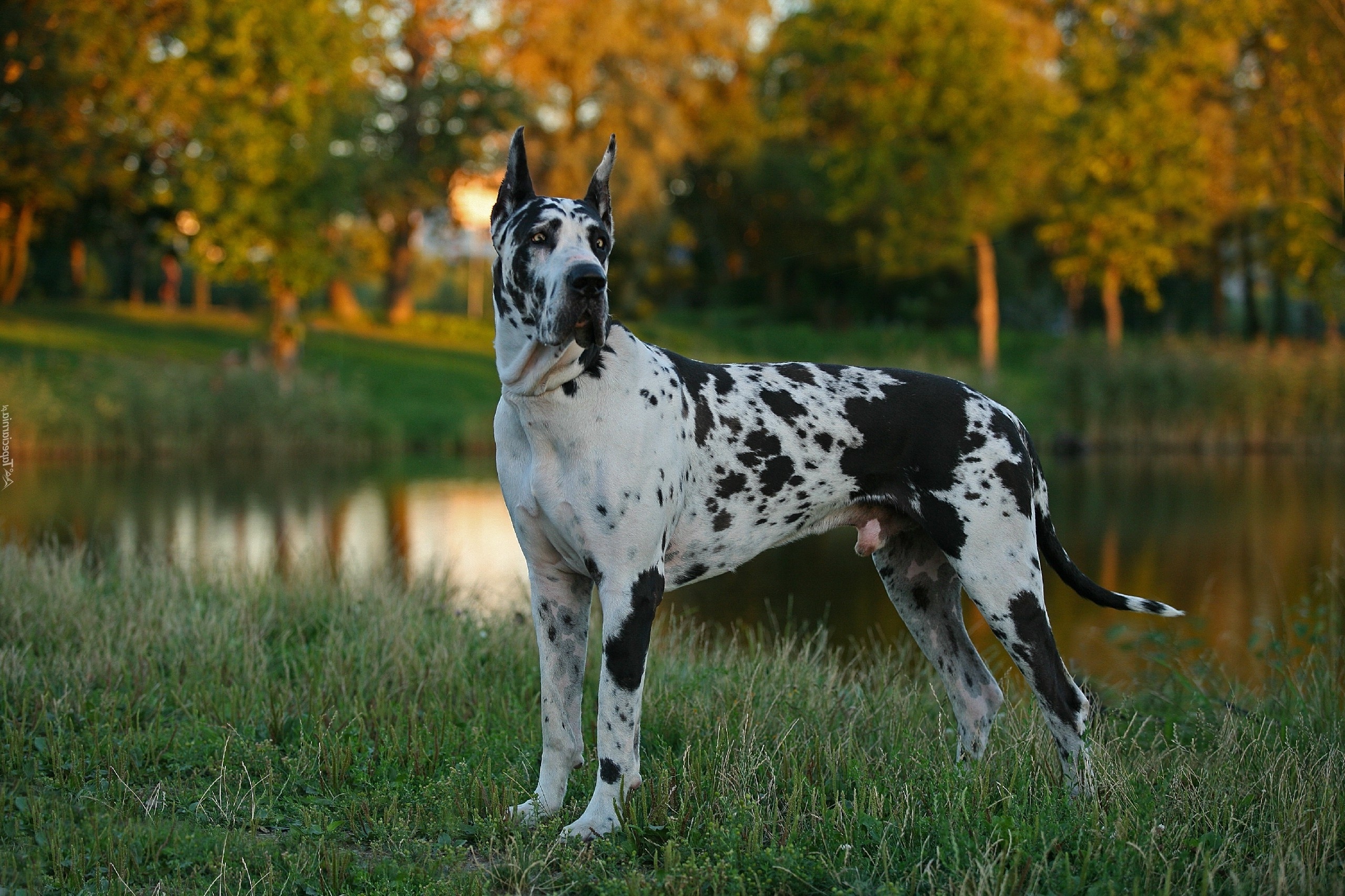Great Dane: Harlequin, Cropped ears, An apartment-friendly breed, A quiet, inactive nature. 2560x1710 HD Background.