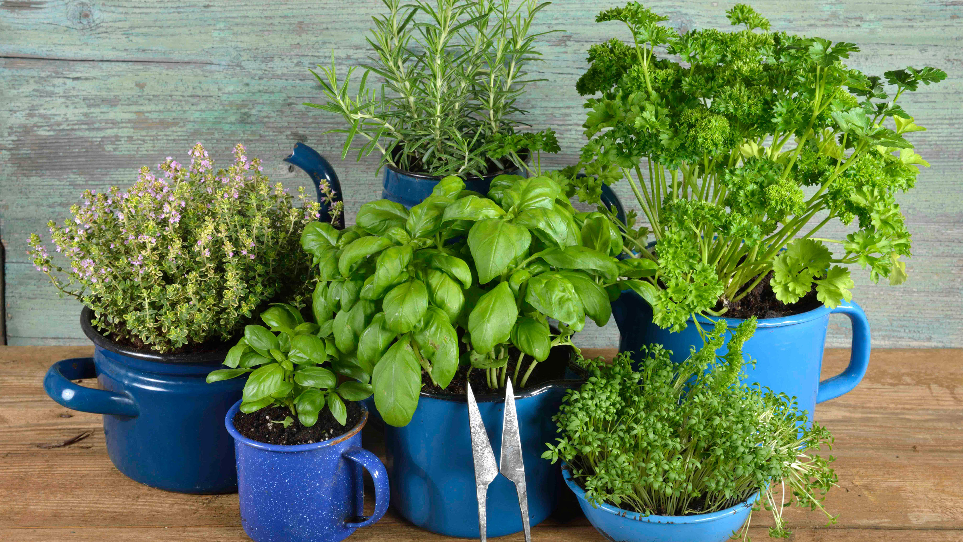 Herbs to grow indoors, Fresh flavor, Indoor gardening, Culinary delights, 3200x1800 HD Desktop