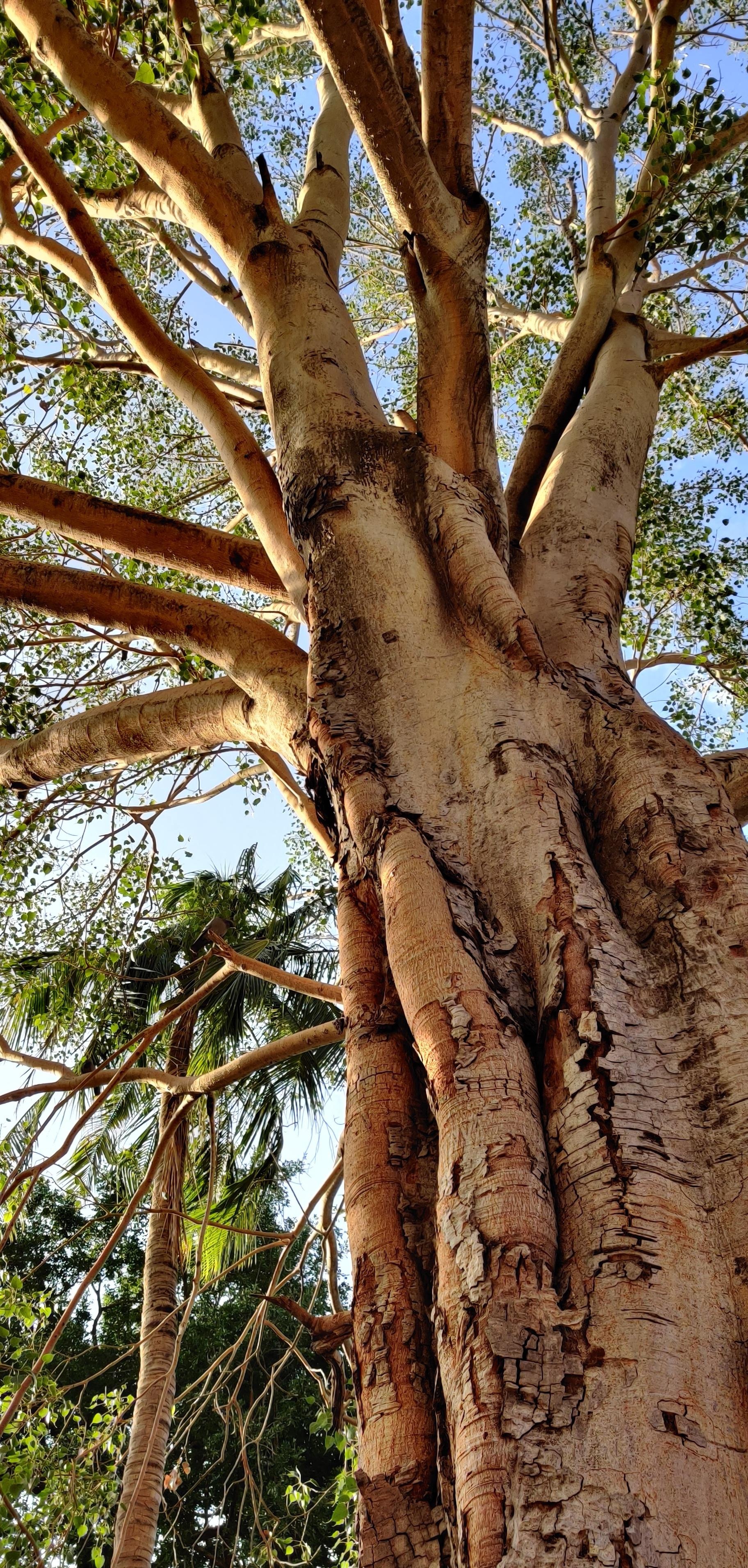 Eucalyptus tree, Roneplus7pro, 1830x3830 HD Handy
