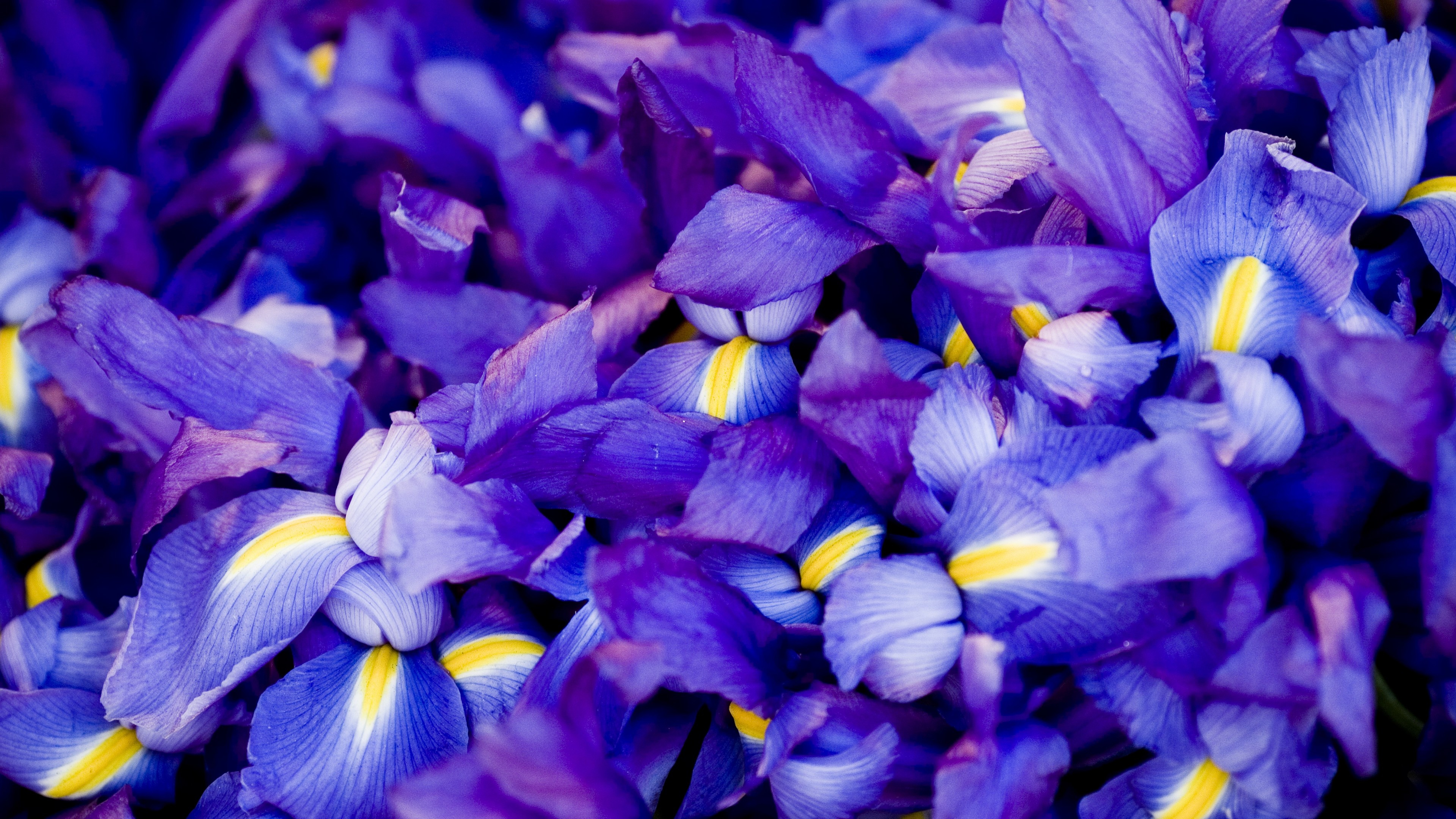 Wallpaper Iris, 5k, 4k wallpaper, macro, flowers, purple, OS #5347 - Page 6 3840x2160