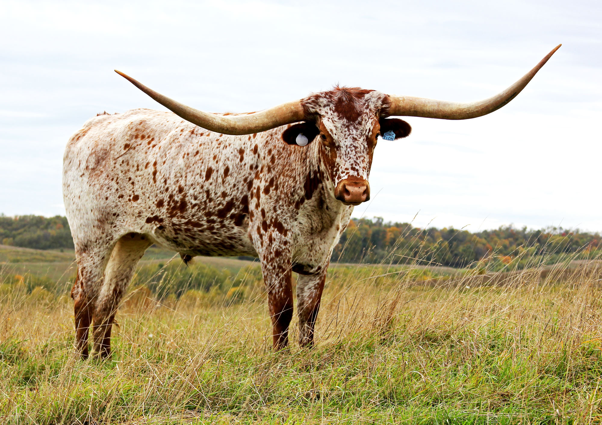 Longhorn steer, Free photo, Cattle cow, Animal, 2000x1420 HD Desktop